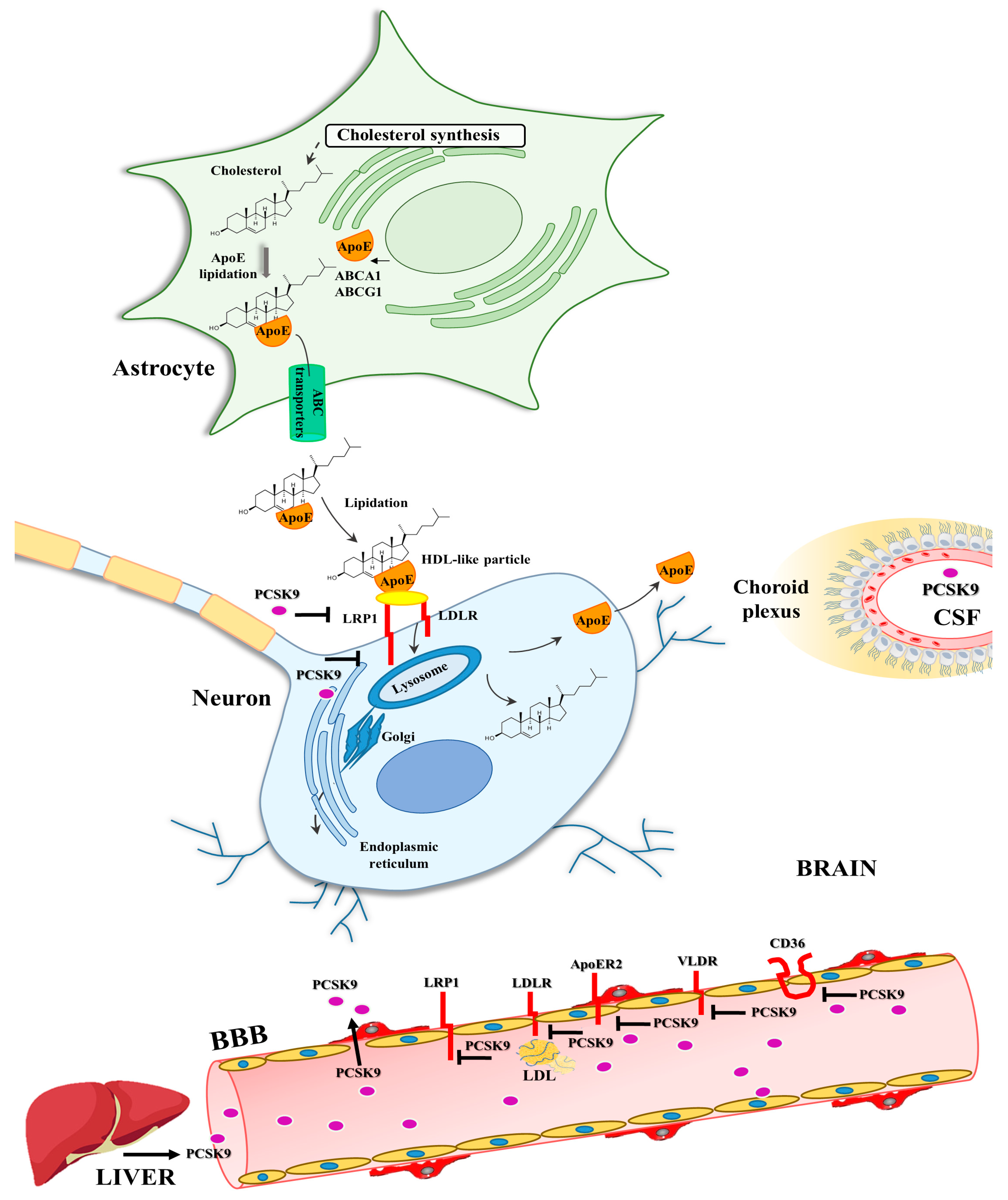 Ijms 25 13637 g001 Ijms 25 13637 g001