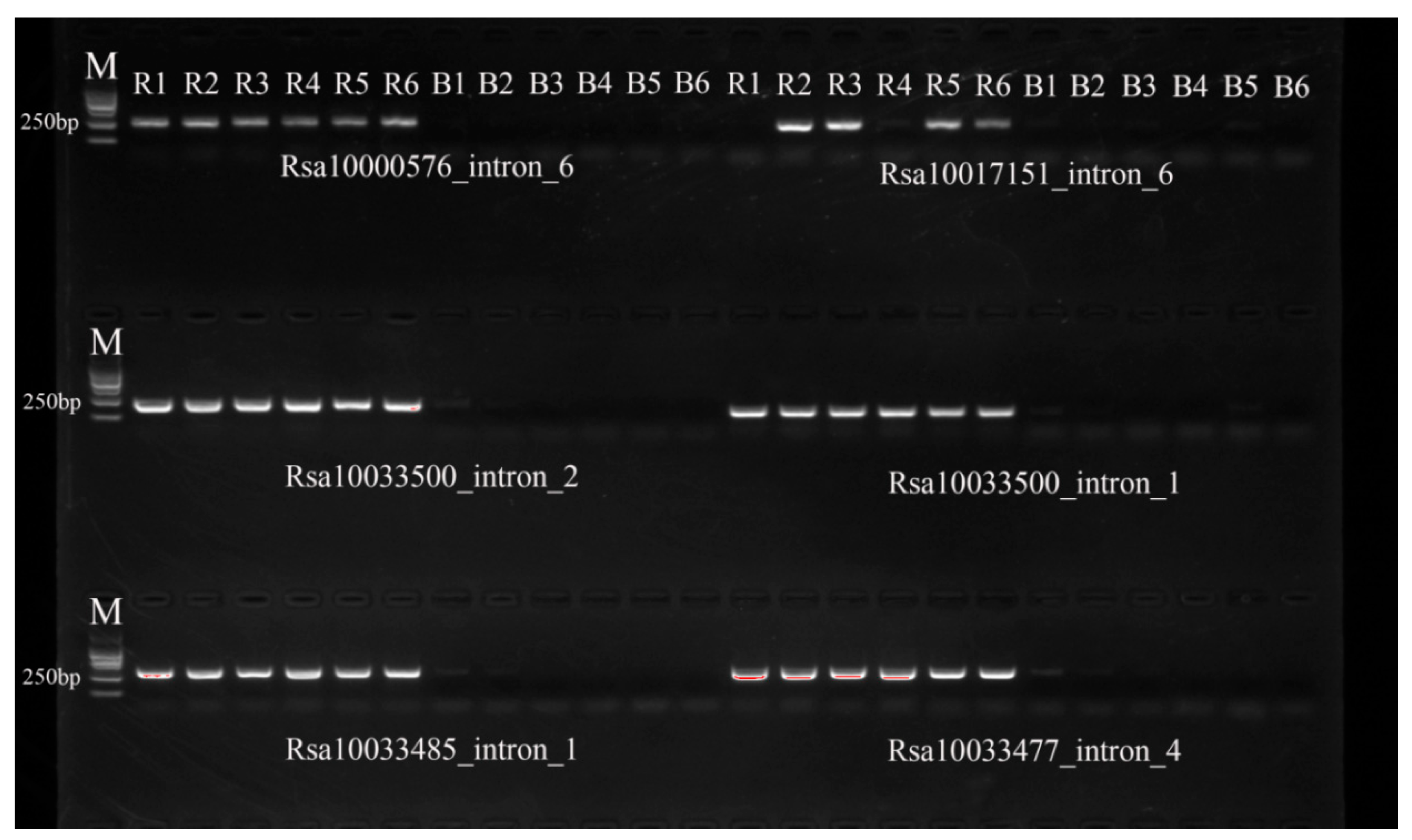 Ijms 25 13687 g004