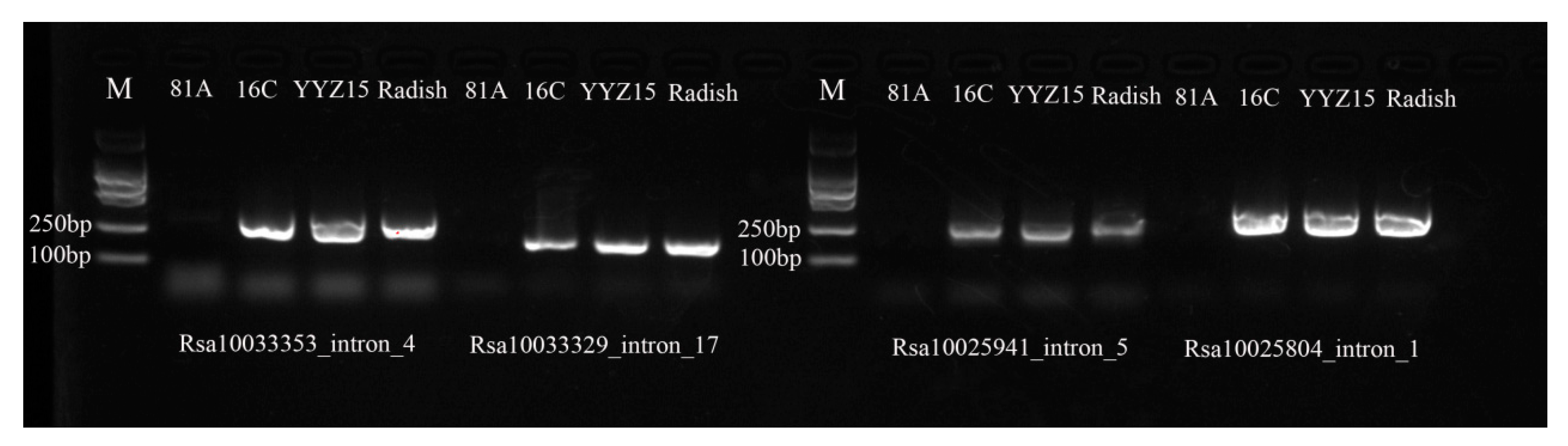 Ijms 25 13687 g006