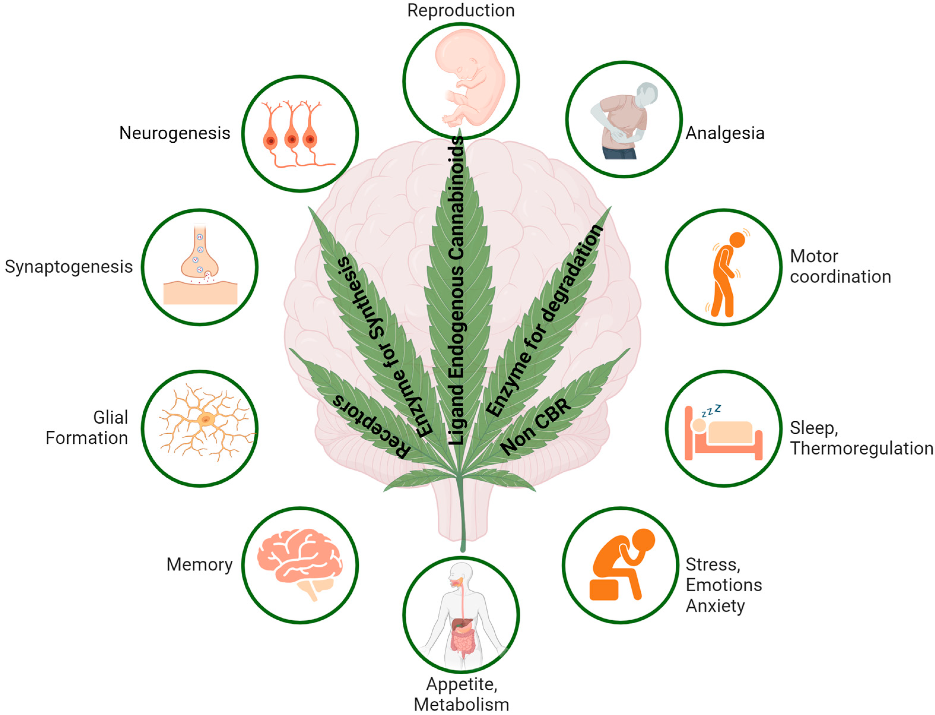 Ijms 26 00152 g003 Ijms 26 00152 g003