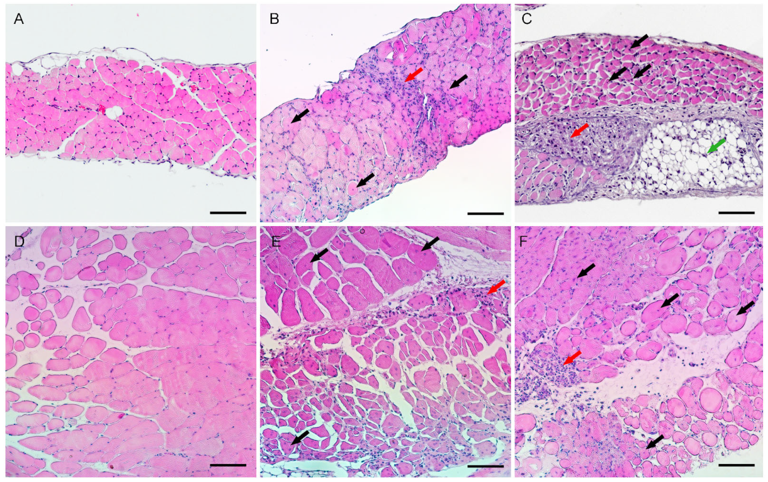 Two Novel Mouse Models of Duchenne Muscular Dystrophy with Similar Dmd ...