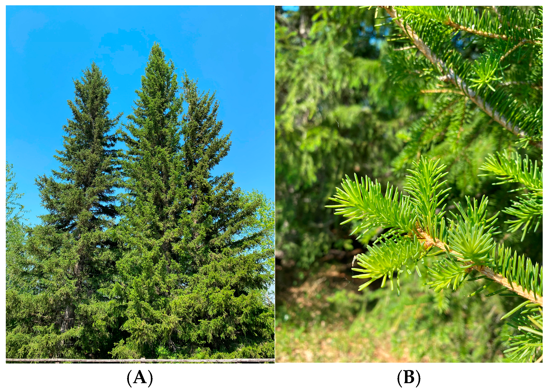 Ijms 26 00164 g001 Ijms 26 00164 g001