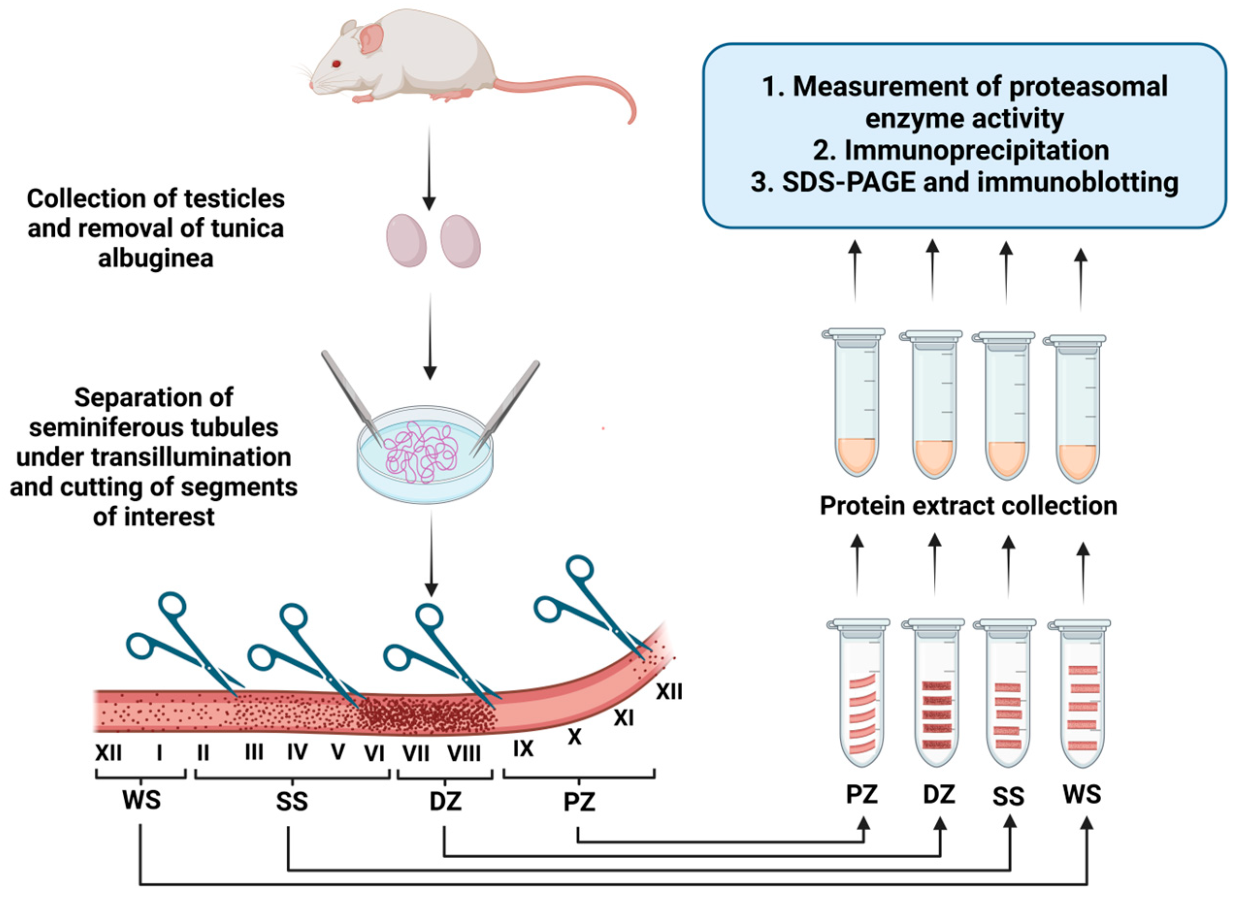 Ijms 26 00494 g001 Ijms 26 00494 g001