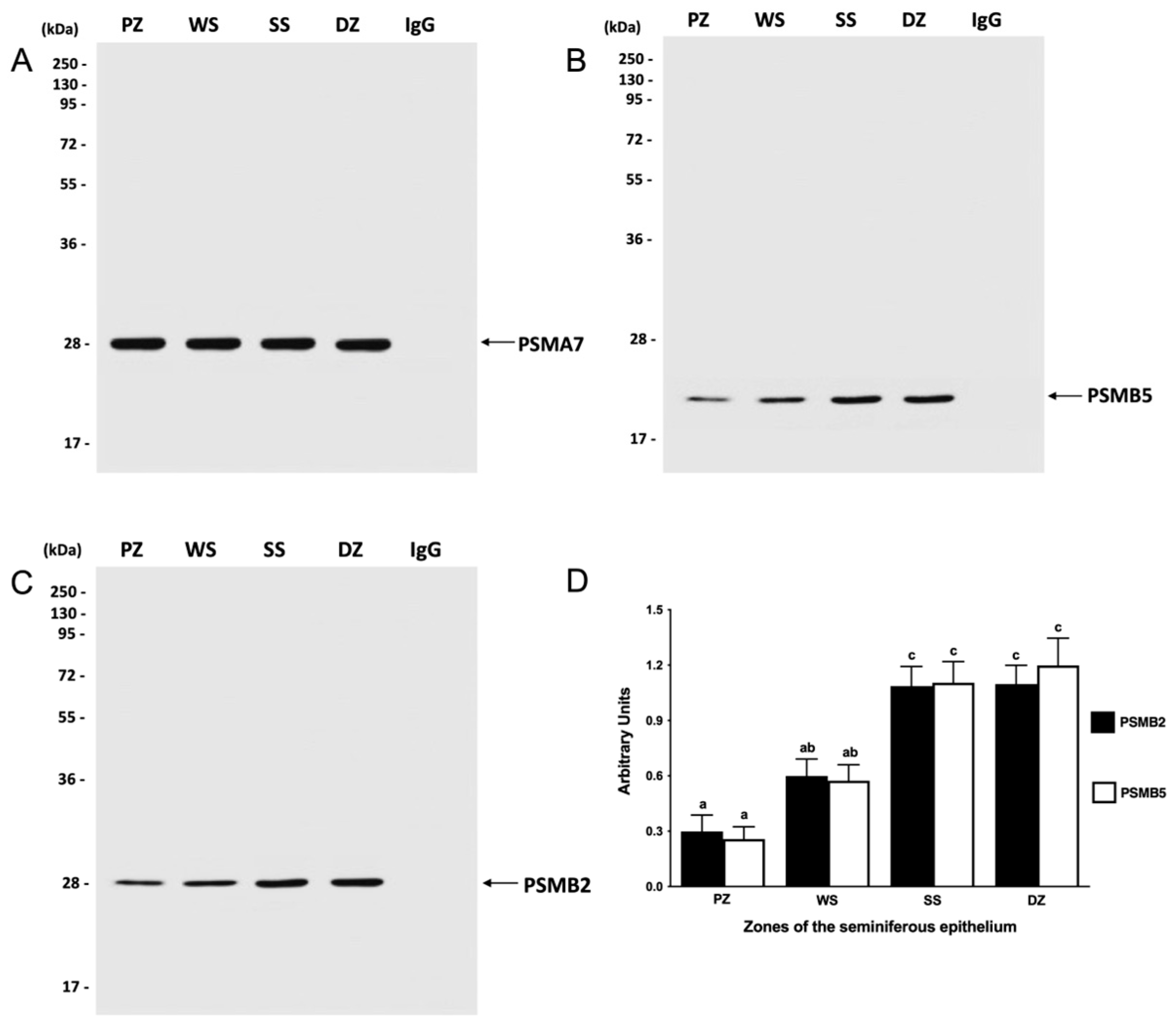 Ijms 26 00494 g004 Ijms 26 00494 g004