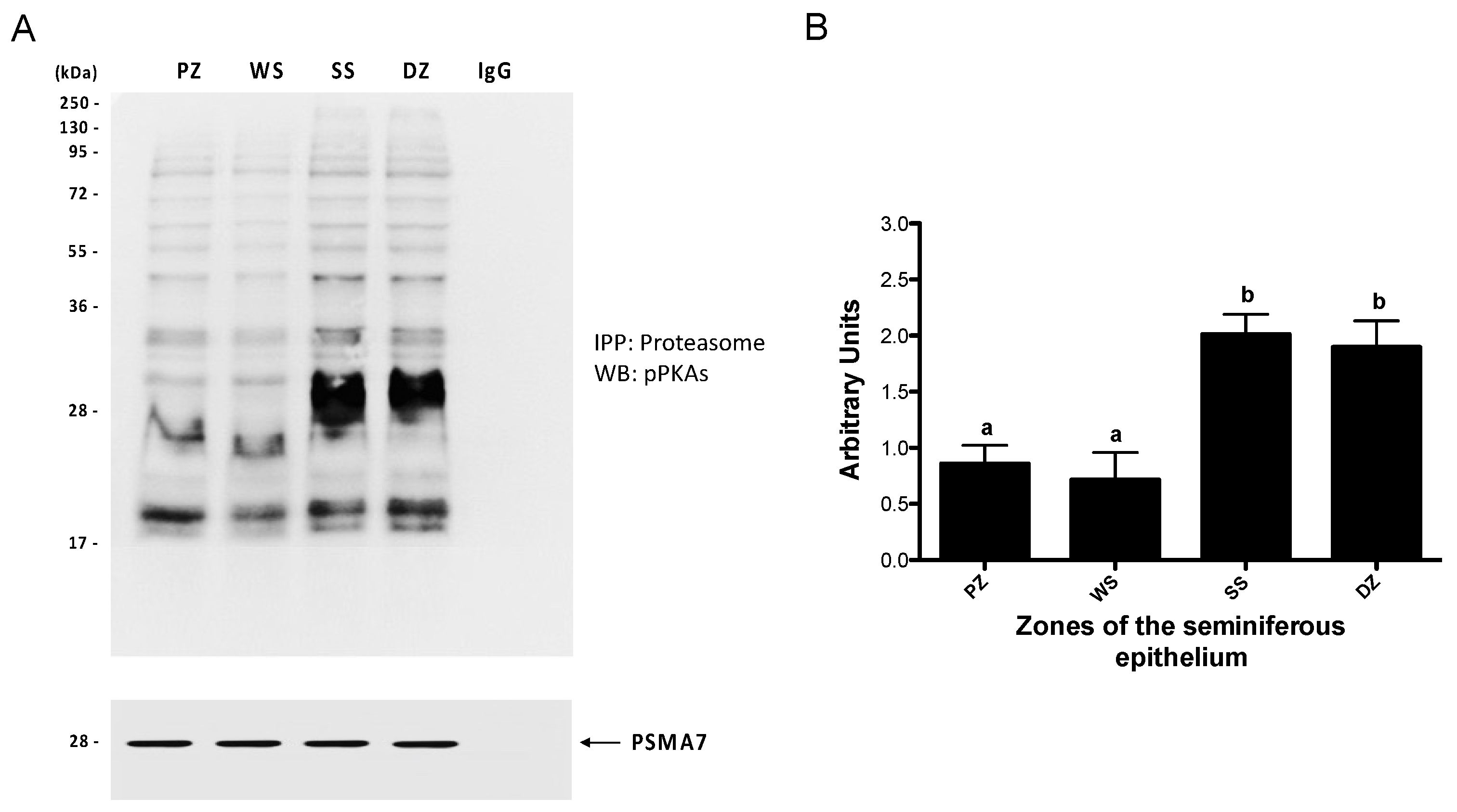 Ijms 26 00494 g007 Ijms 26 00494 g007