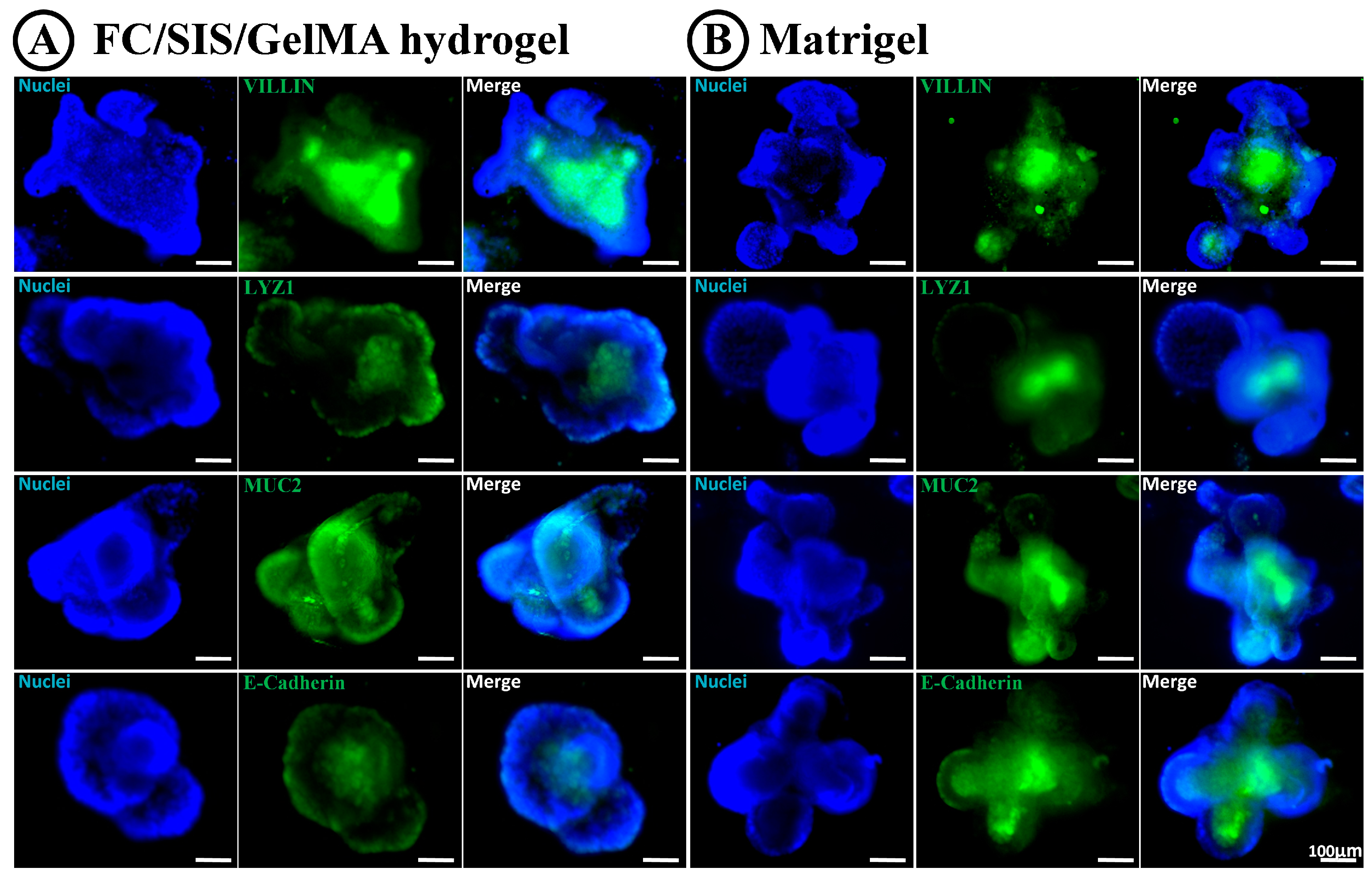 Ijms 26 00663 g006