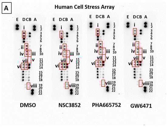 Ijms 26 00736 g010a Ijms 26 00736 g010a