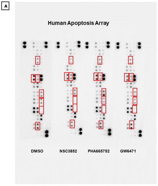 Ijms 26 00736 g011a Ijms 26 00736 g011a