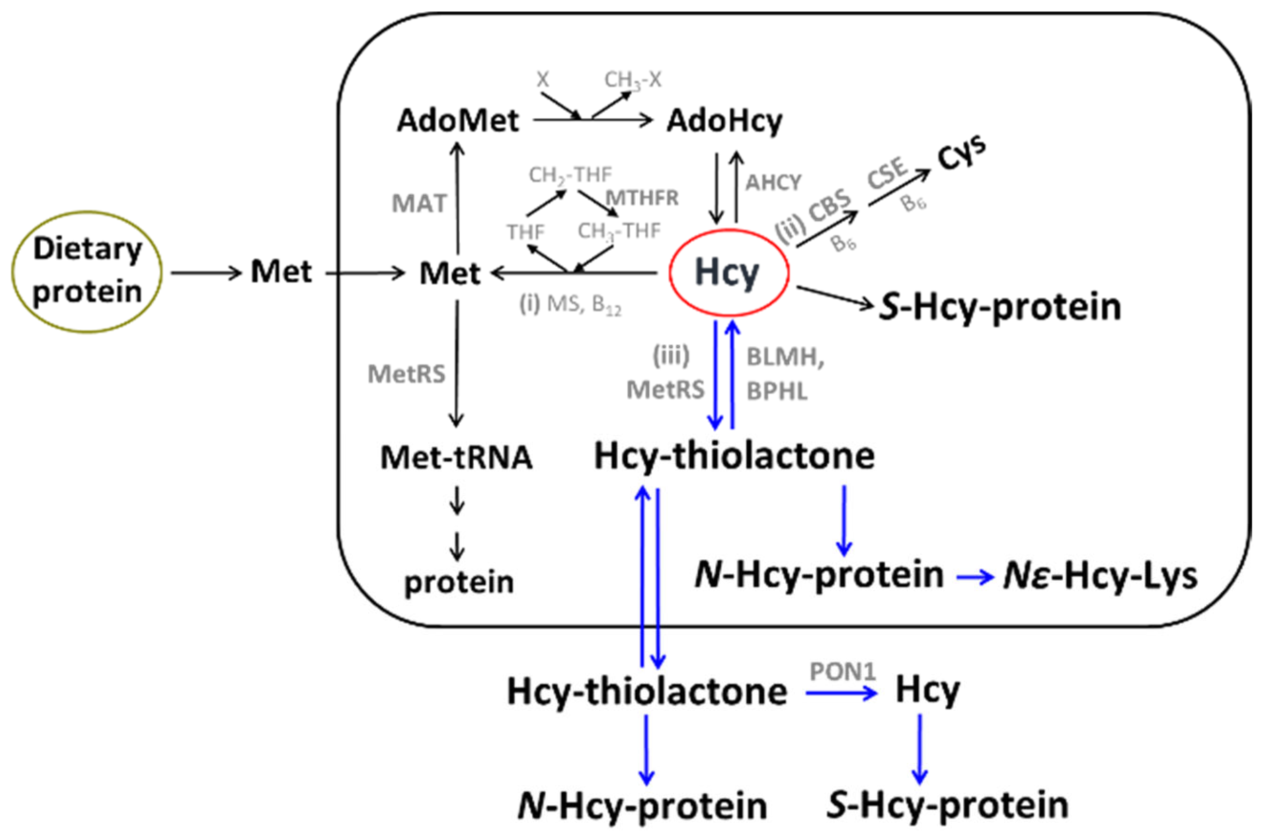 Ijms 26 00746 g001 Ijms 26 00746 g001