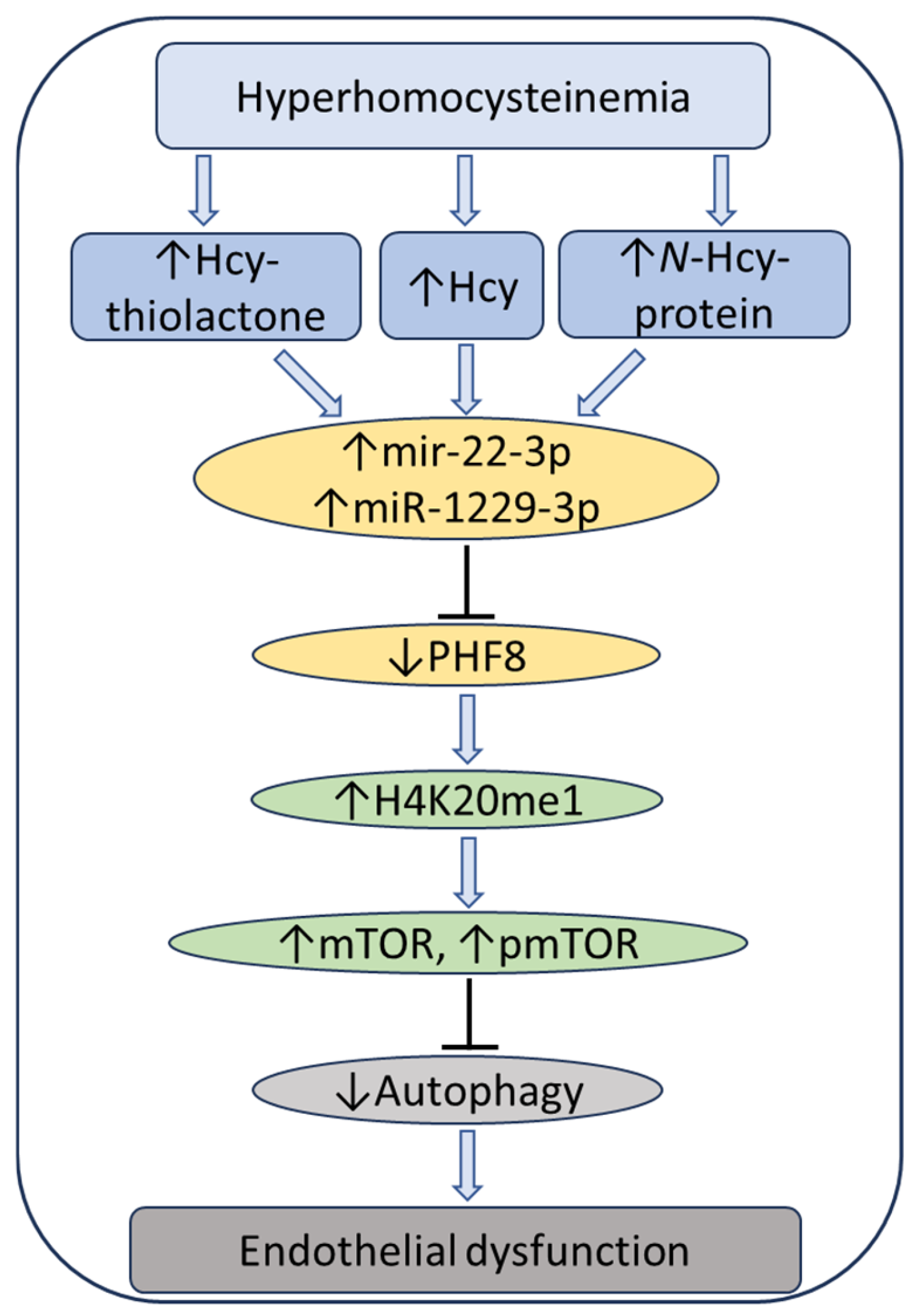 Ijms 26 00746 g011 Ijms 26 00746 g011