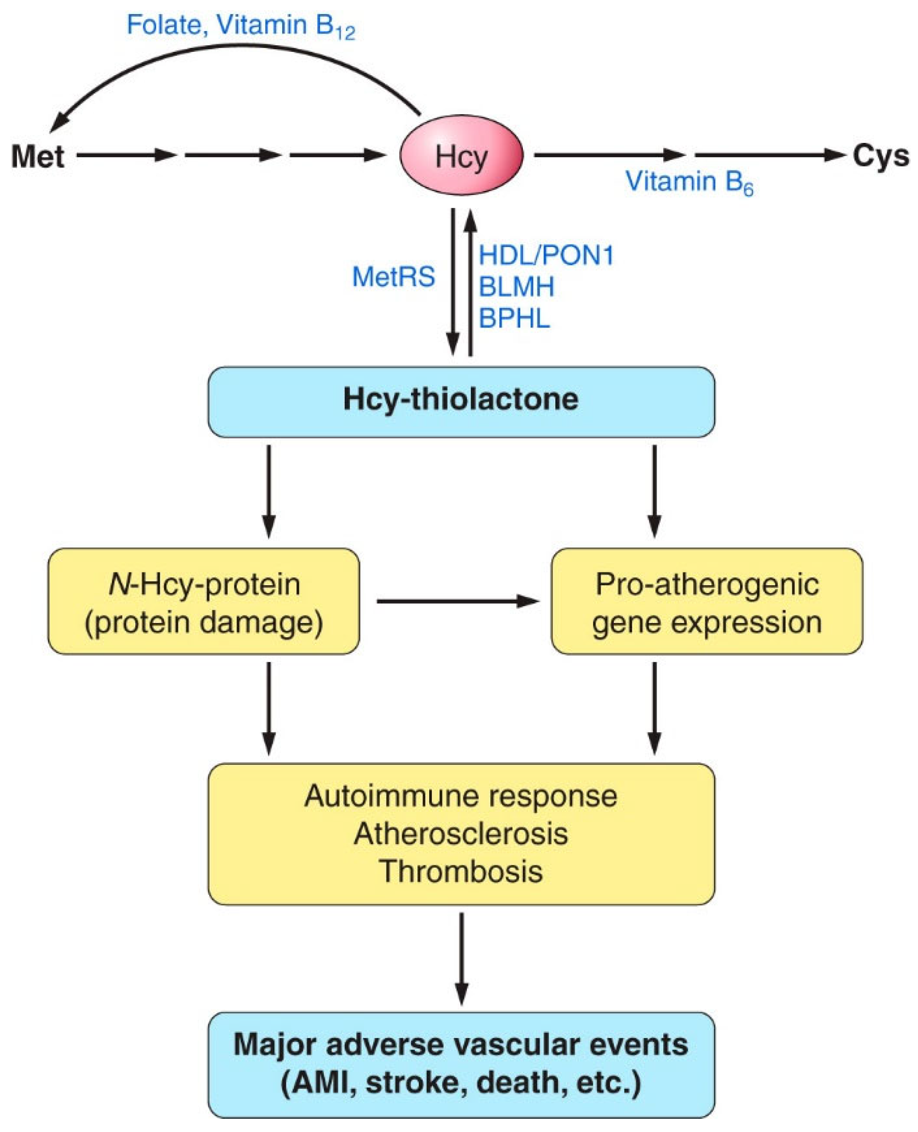 Ijms 26 00746 g014 Ijms 26 00746 g014