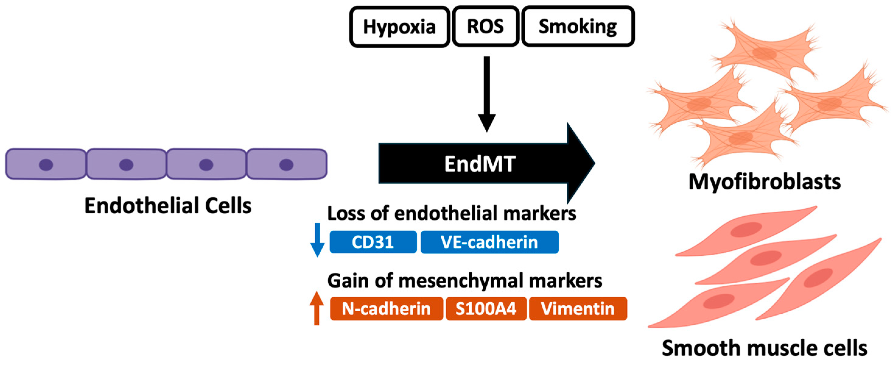 Ijms 26 00835 g002 Ijms 26 00835 g002