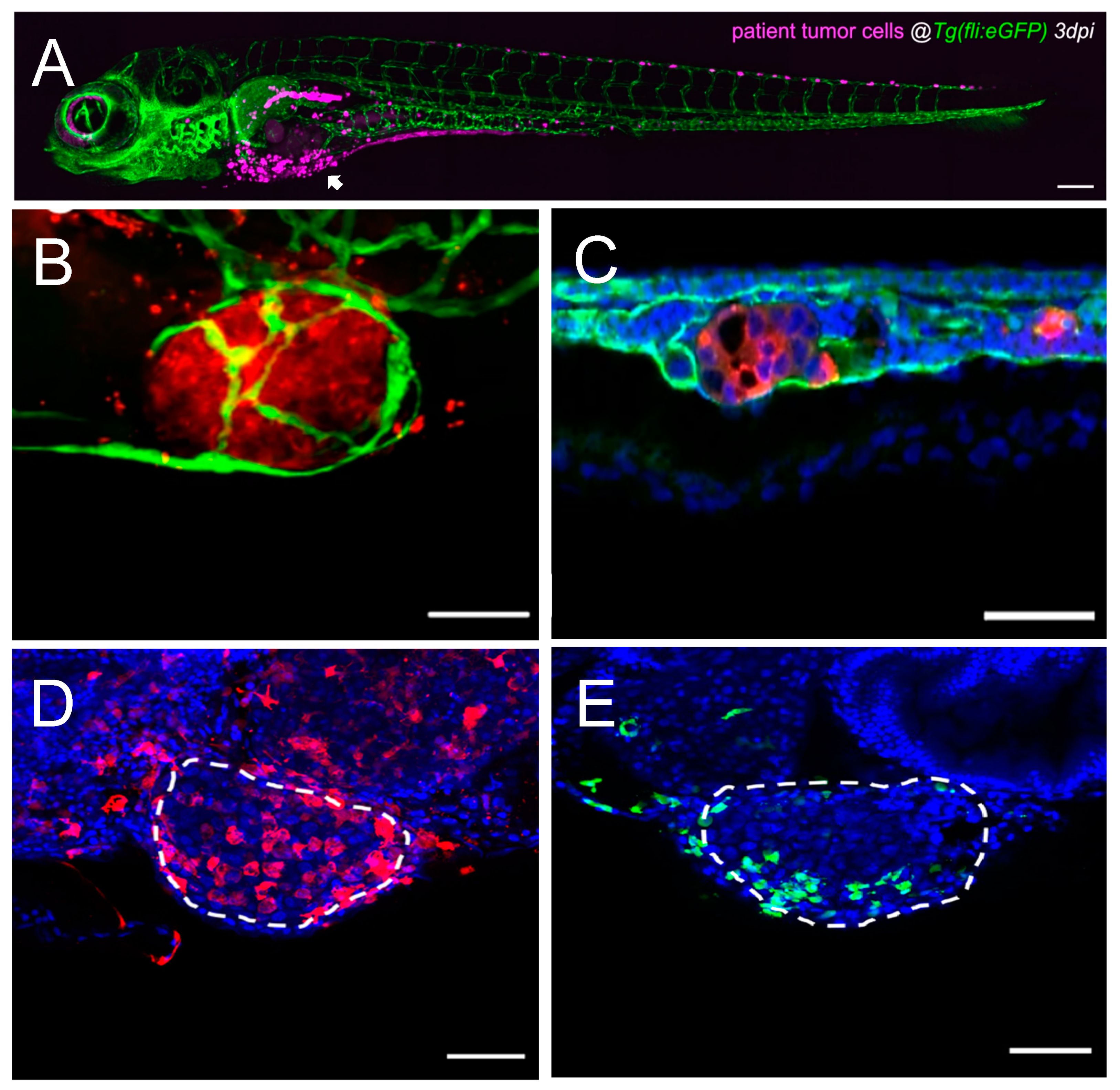 Ijms 26 00871 g002 Ijms 26 00871 g002