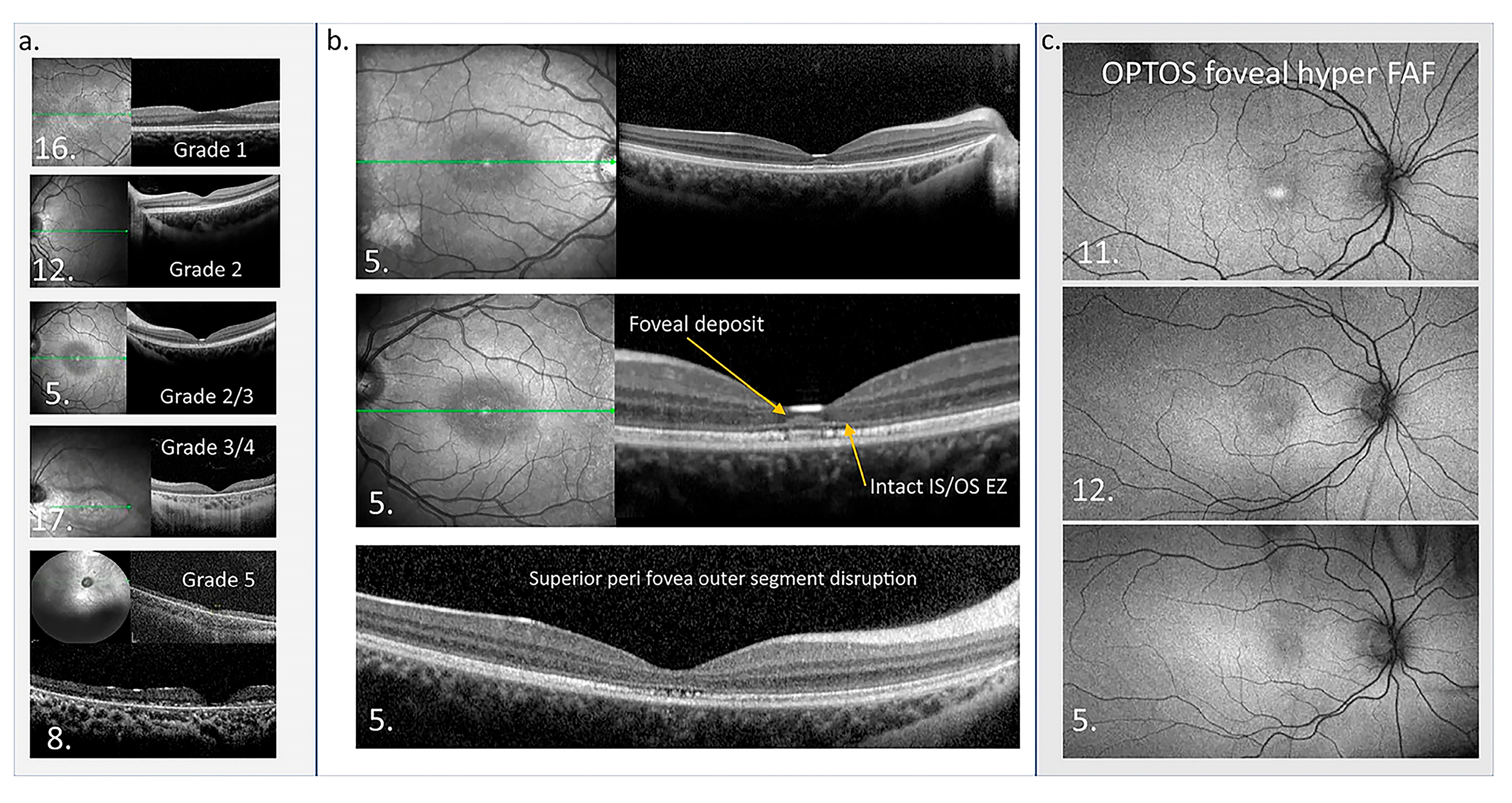 Ijms 26 00957 g007 Ijms 26 00957 g007