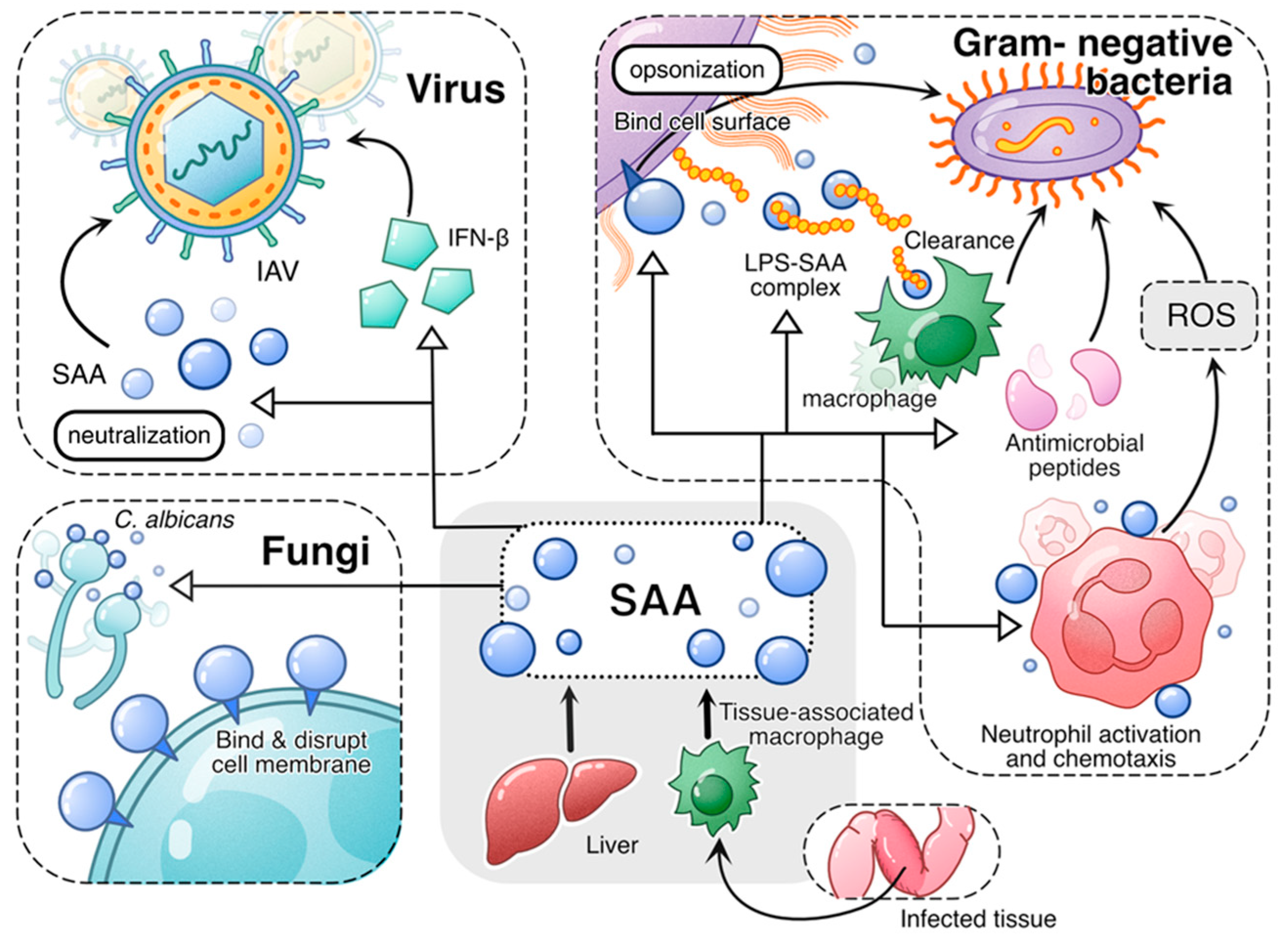 Ijms 26 00987 g001 Ijms 26 00987 g001
