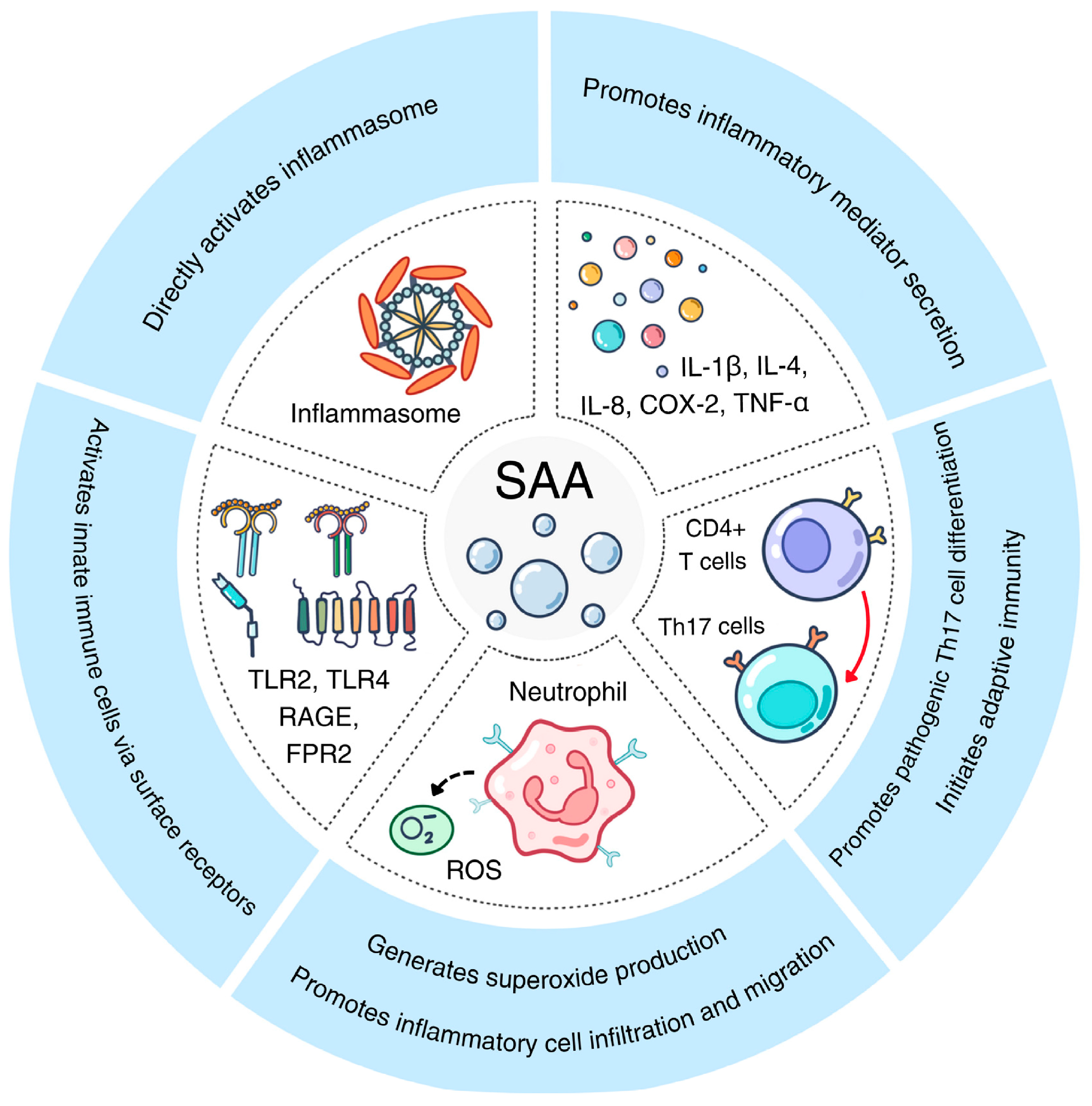 Ijms 26 00987 g002 Ijms 26 00987 g002