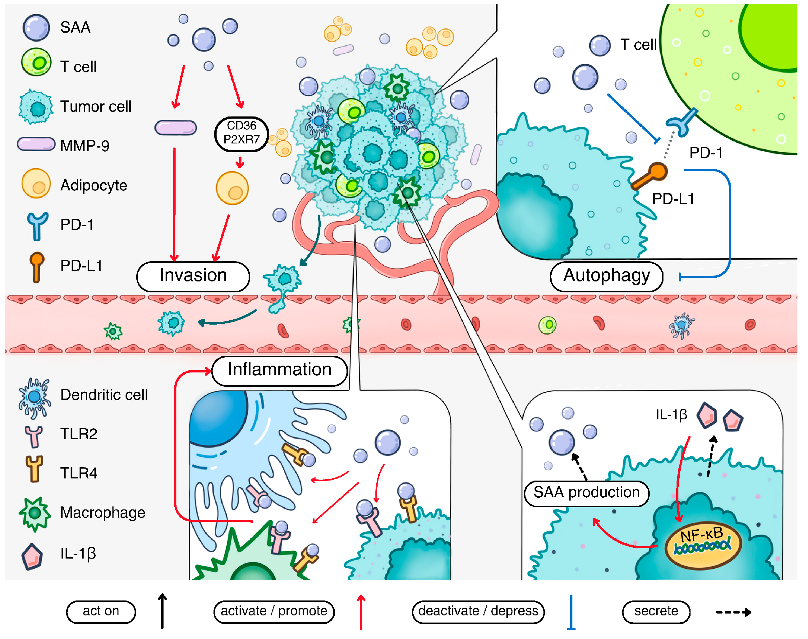 Ijms 26 00987 g003 Ijms 26 00987 g003