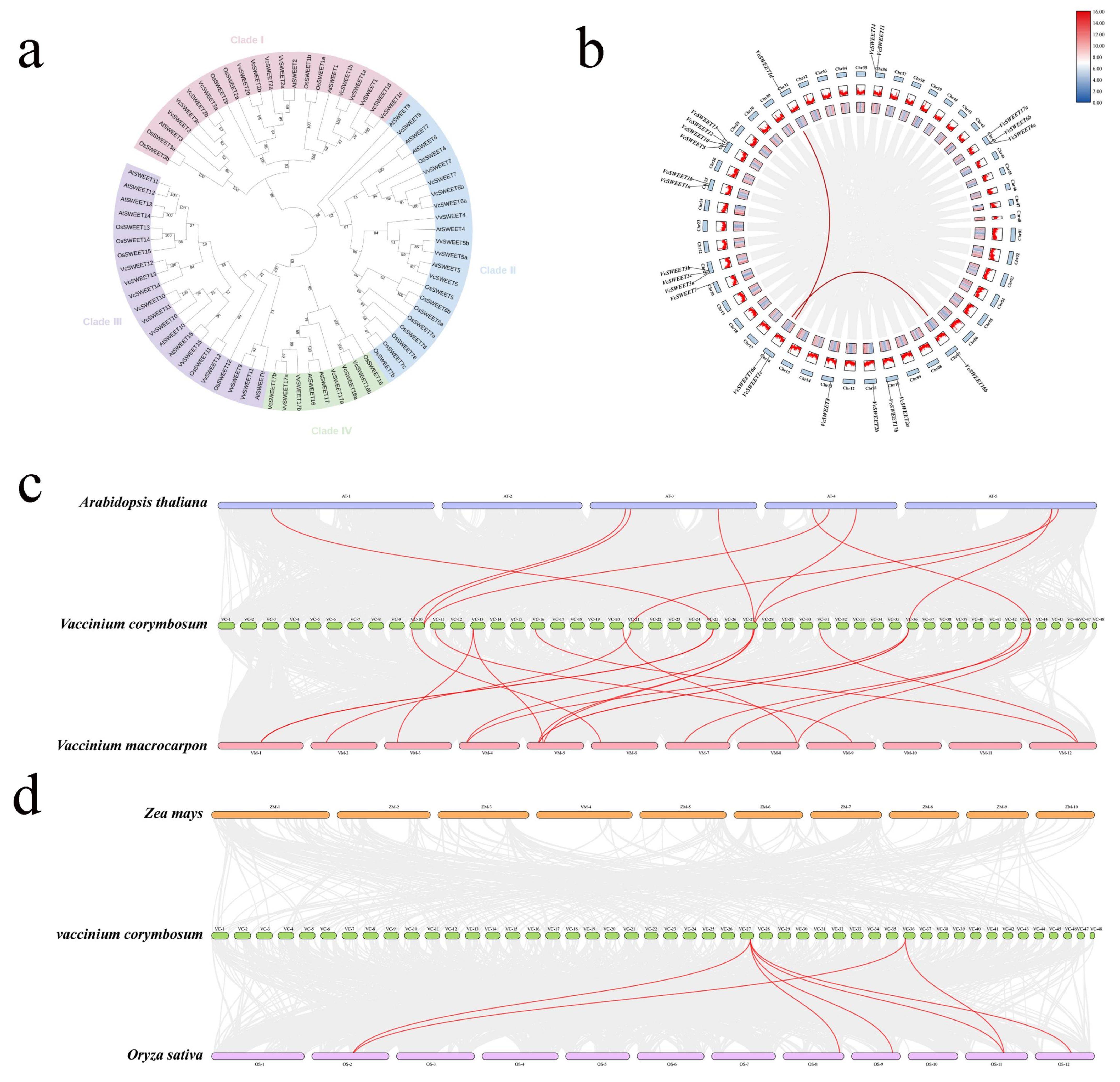 Characterization of the SWEET Gene Family in Blueberry (Vaccinium ...