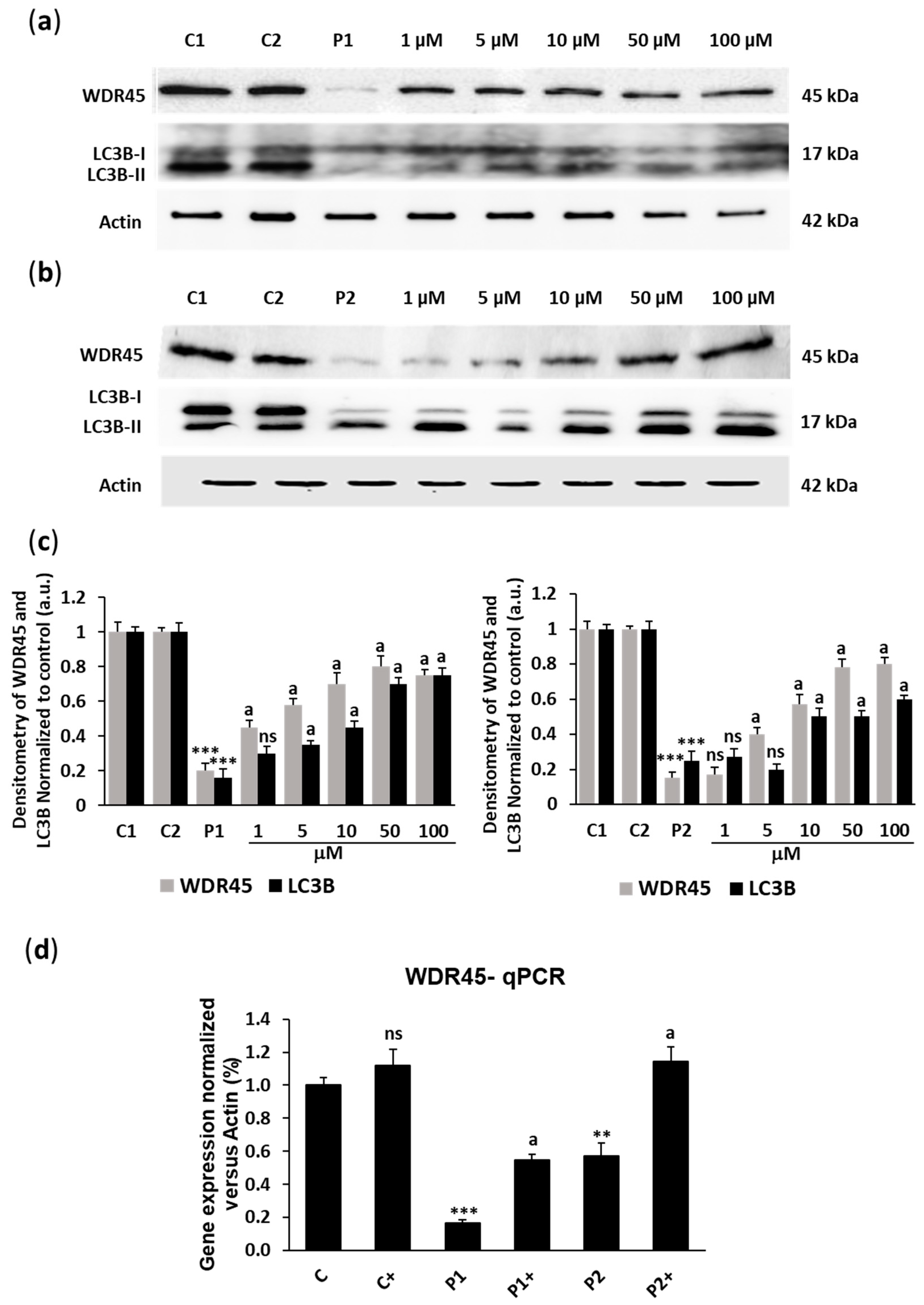 Ijms 26 01315 g001 Ijms 26 01315 g001