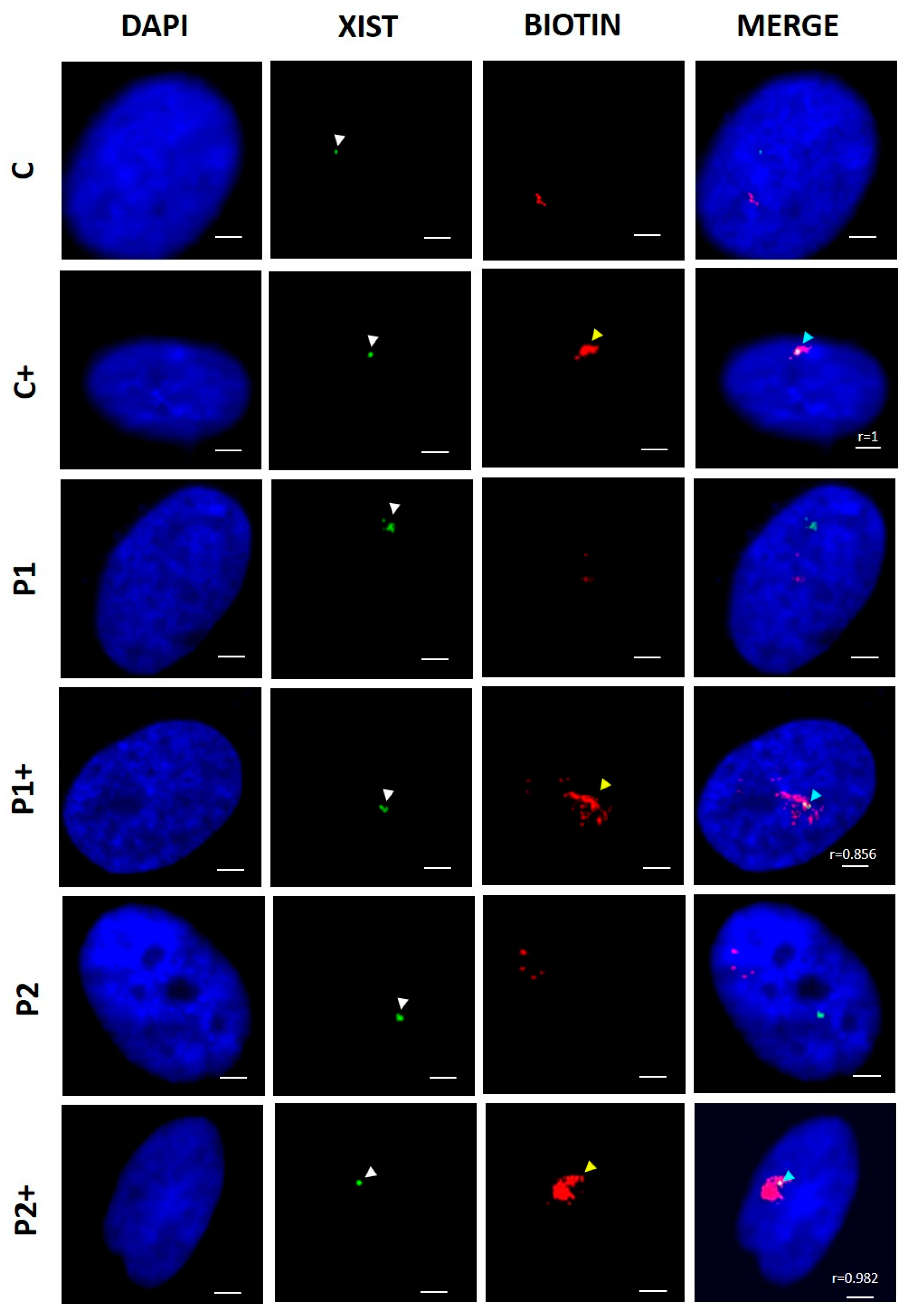 Ijms 26 01315 g003 Ijms 26 01315 g003