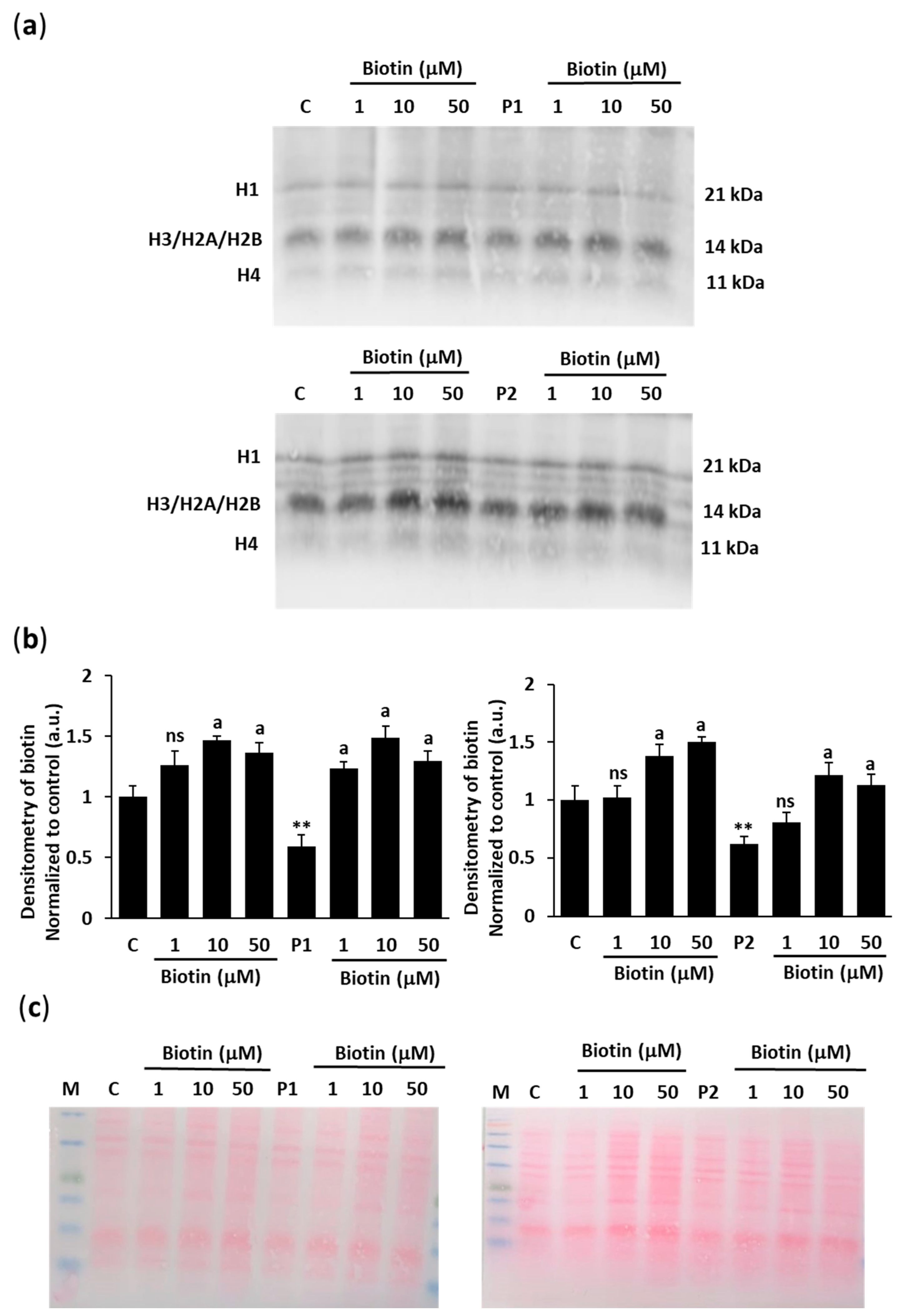 Ijms 26 01315 g004 Ijms 26 01315 g004