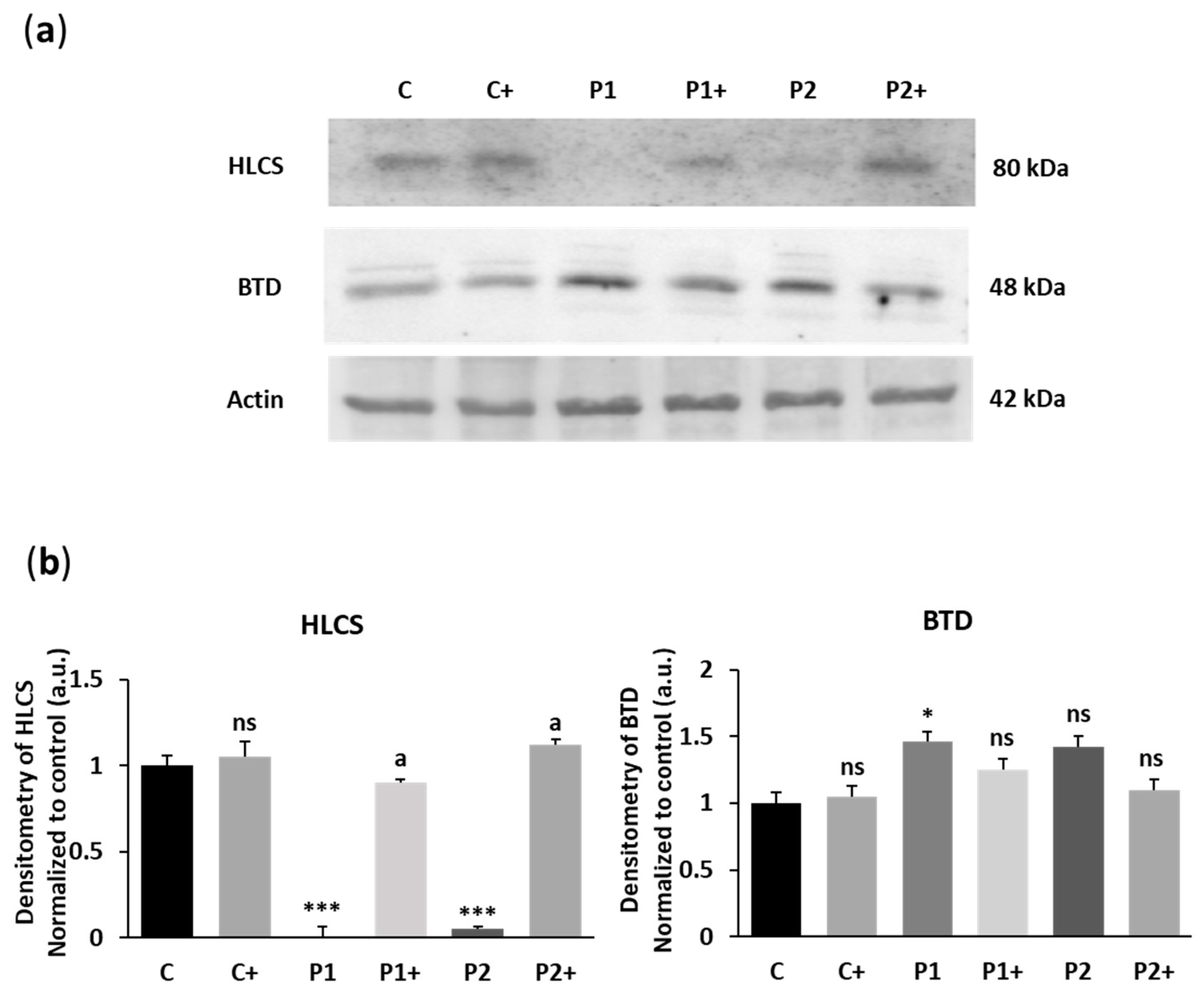 Ijms 26 01315 g005 Ijms 26 01315 g005