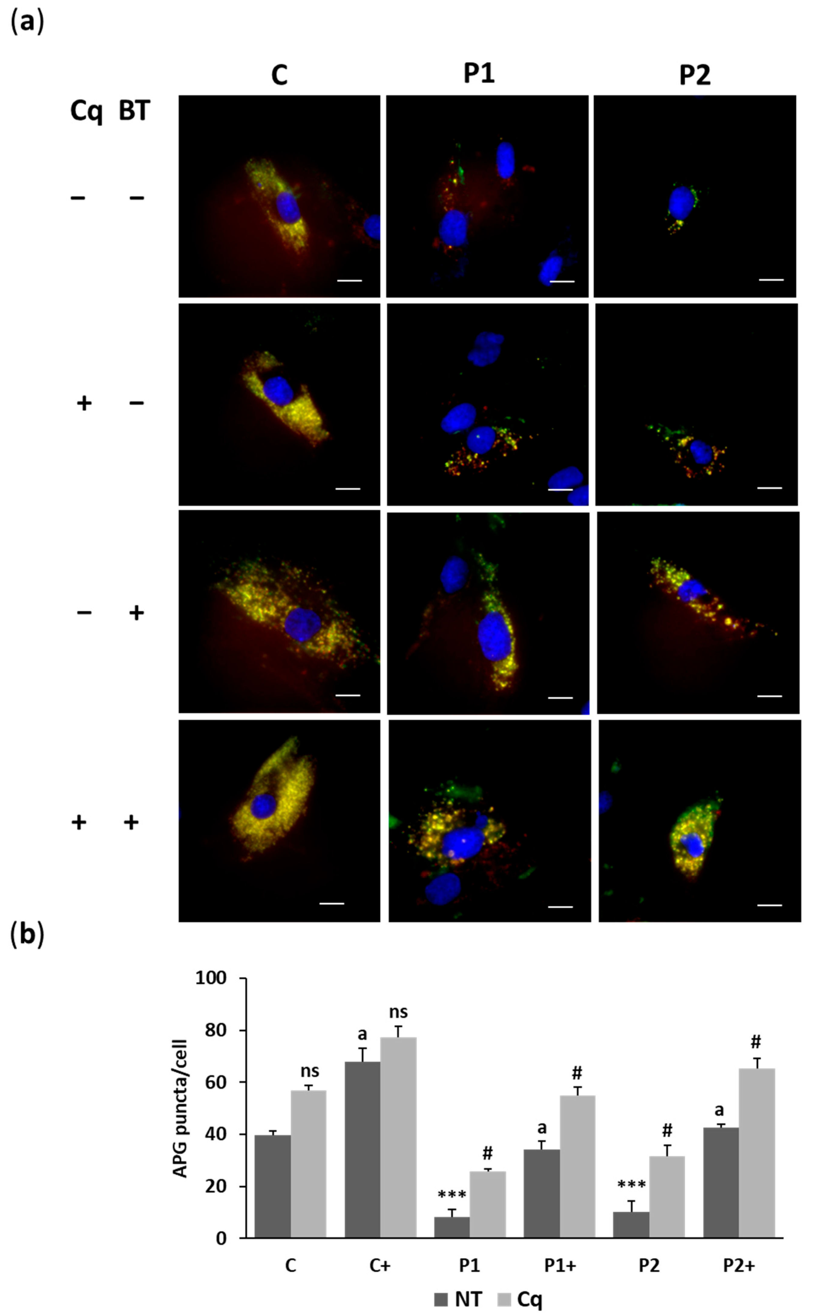 Ijms 26 01315 g006 Ijms 26 01315 g006