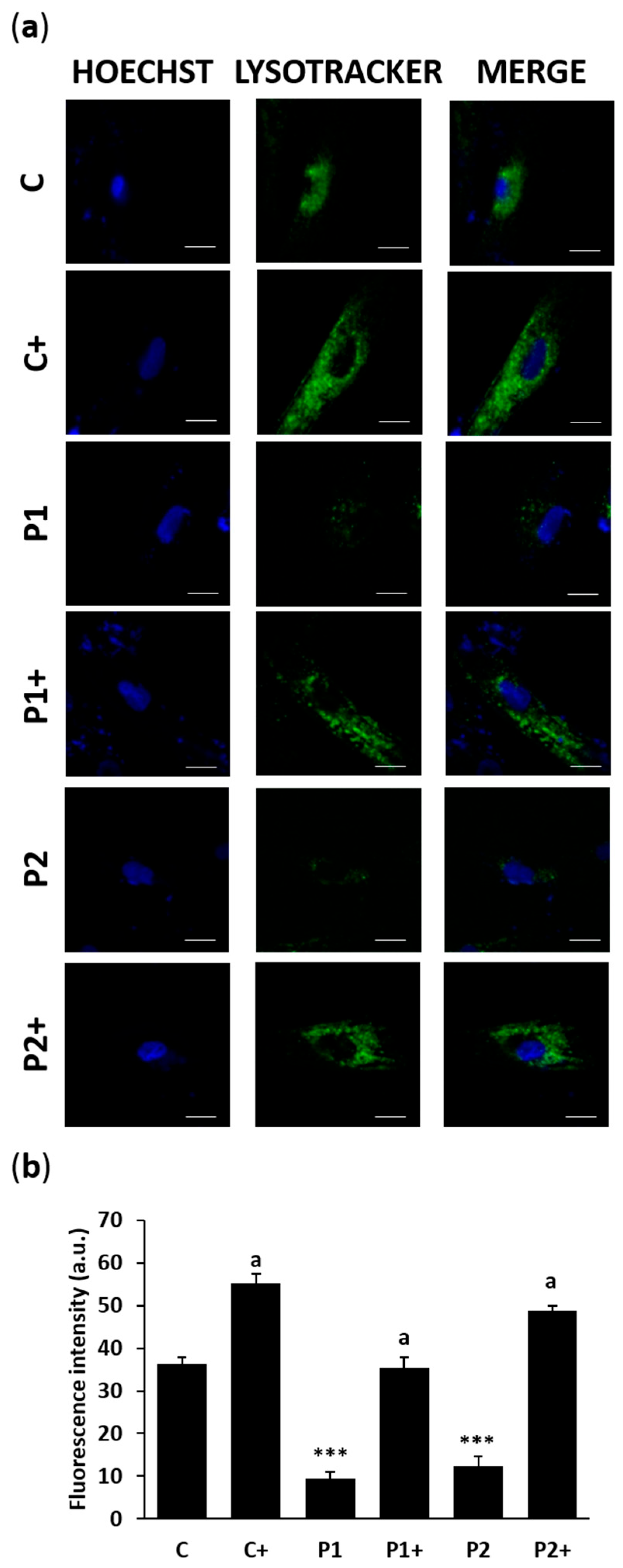 Ijms 26 01315 g007 Ijms 26 01315 g007