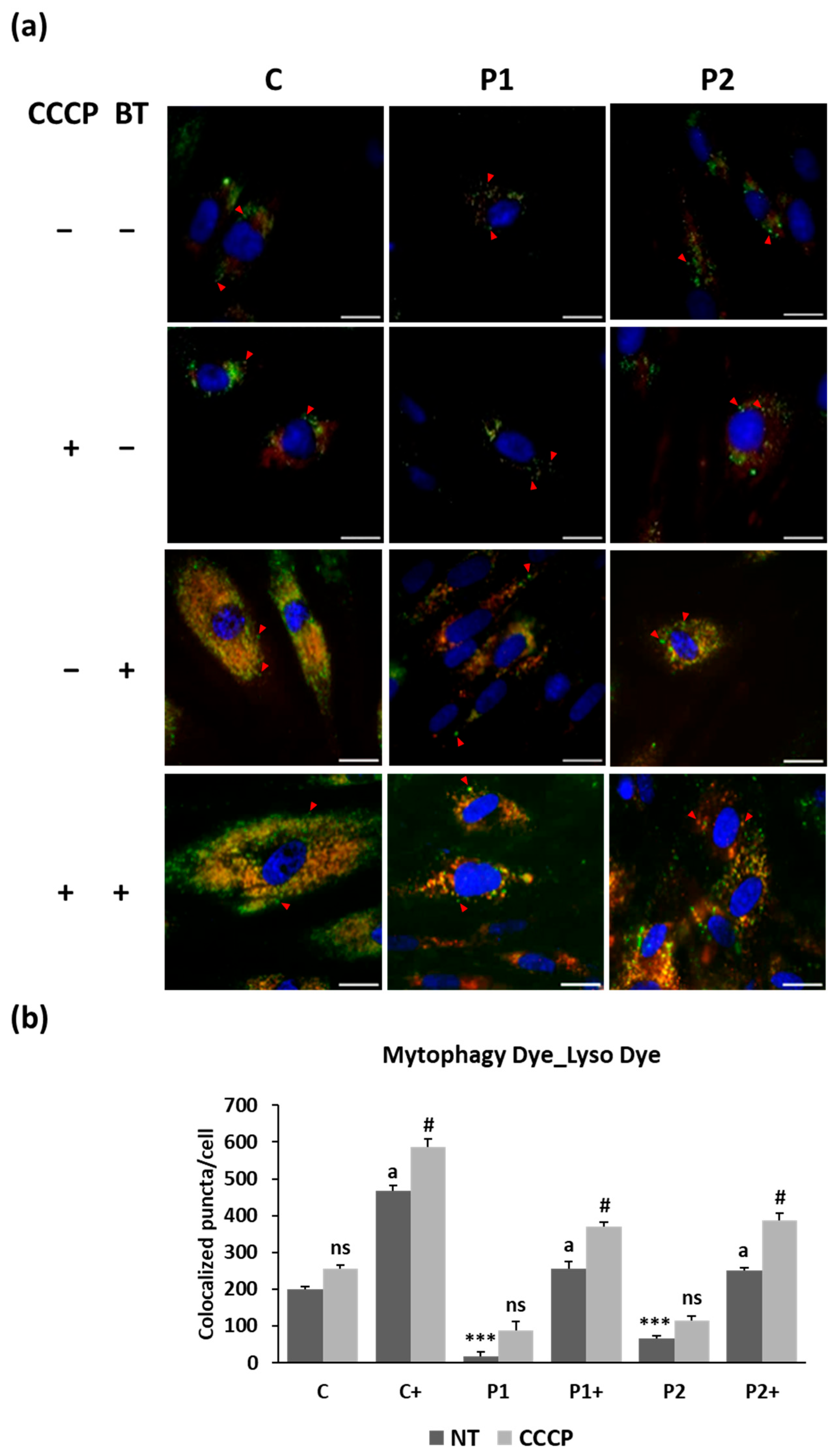 Ijms 26 01315 g008 Ijms 26 01315 g008