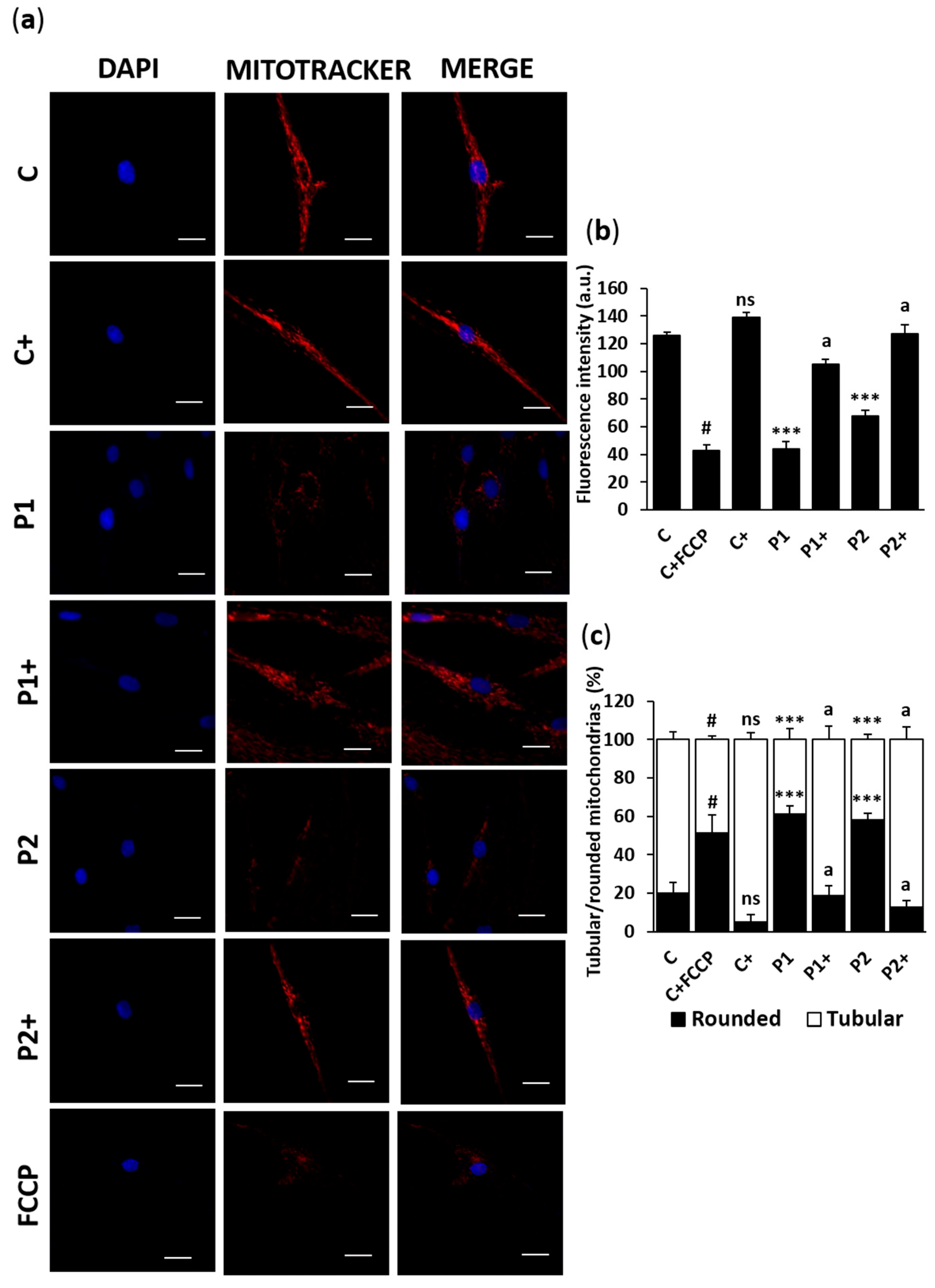 Ijms 26 01315 g010 Ijms 26 01315 g010