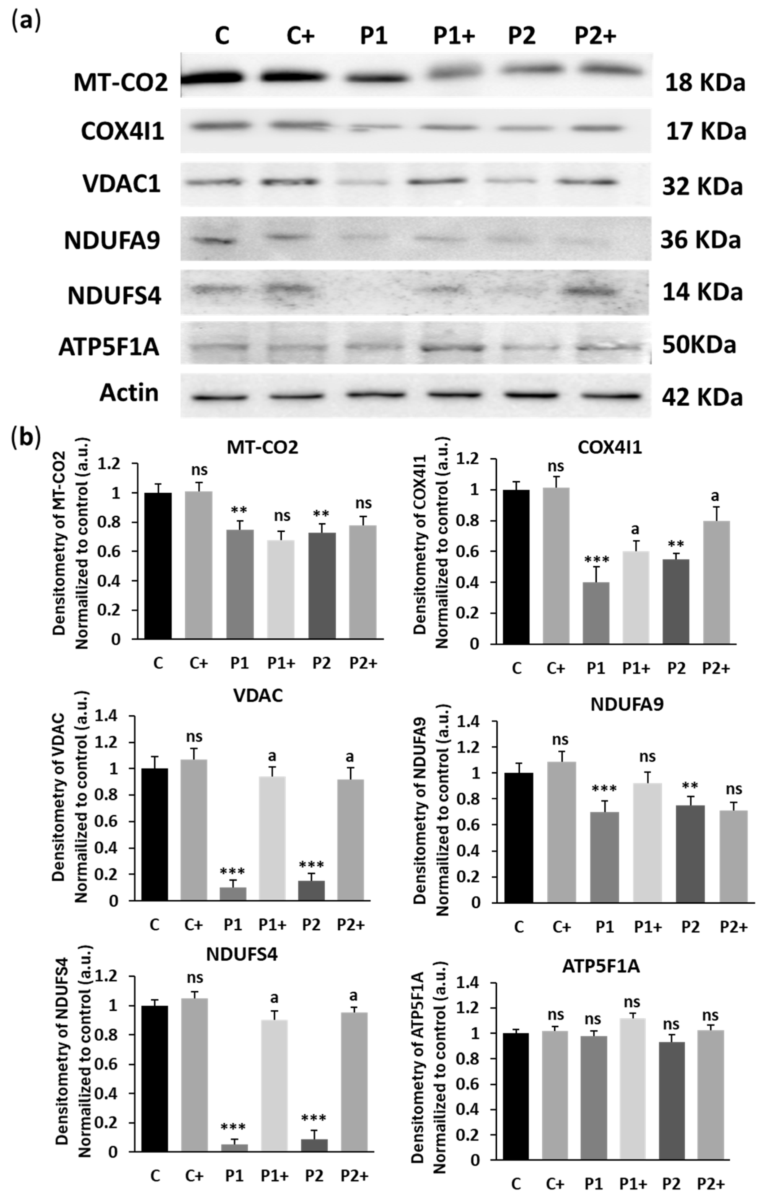 Ijms 26 01315 g011 Ijms 26 01315 g011