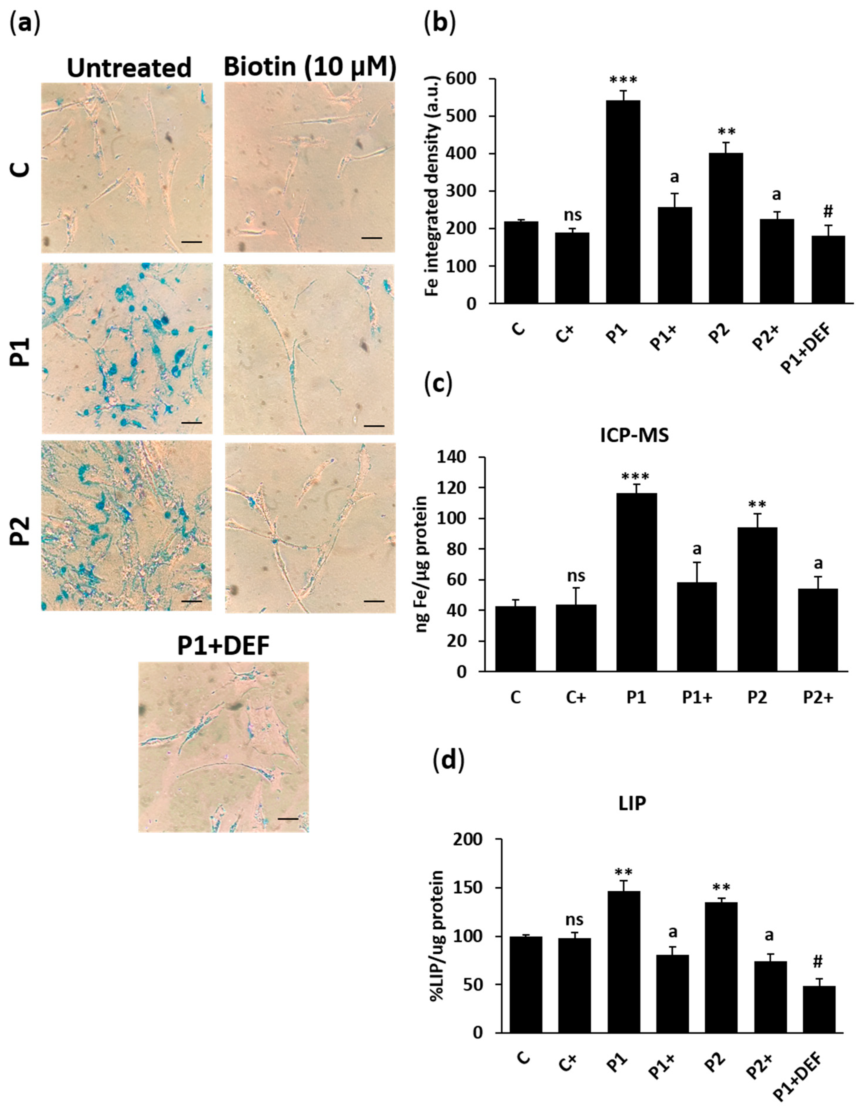 Ijms 26 01315 g013 Ijms 26 01315 g013