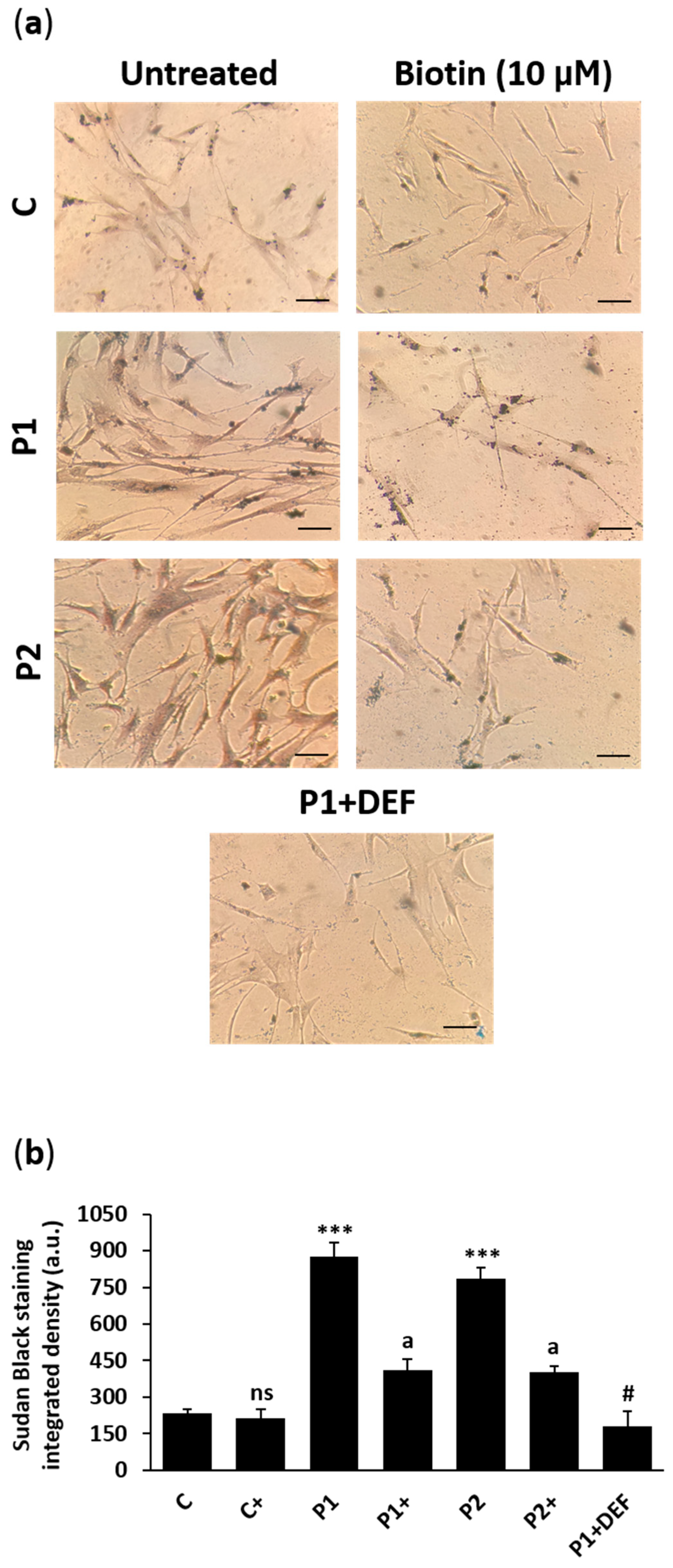 Ijms 26 01315 g014 Ijms 26 01315 g014