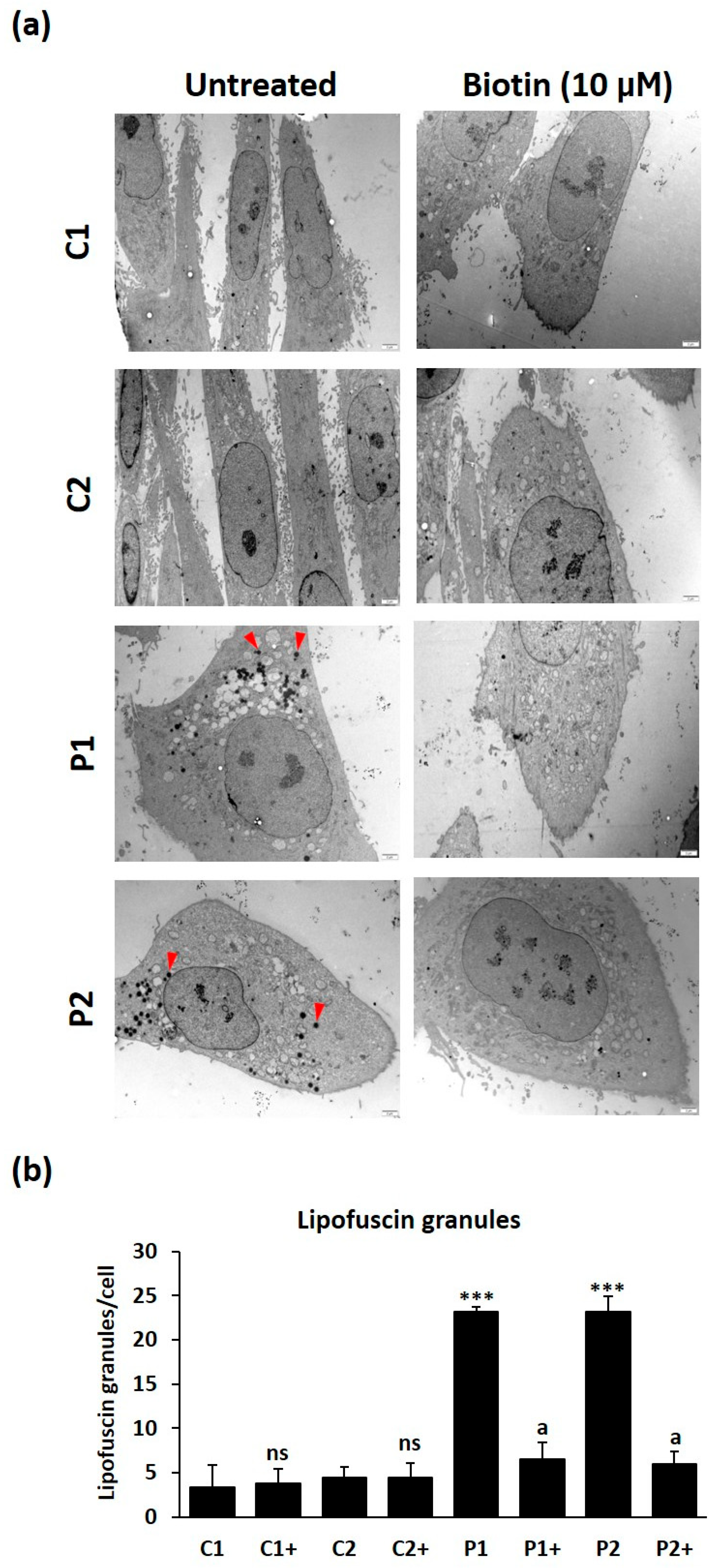 Ijms 26 01315 g015 Ijms 26 01315 g015