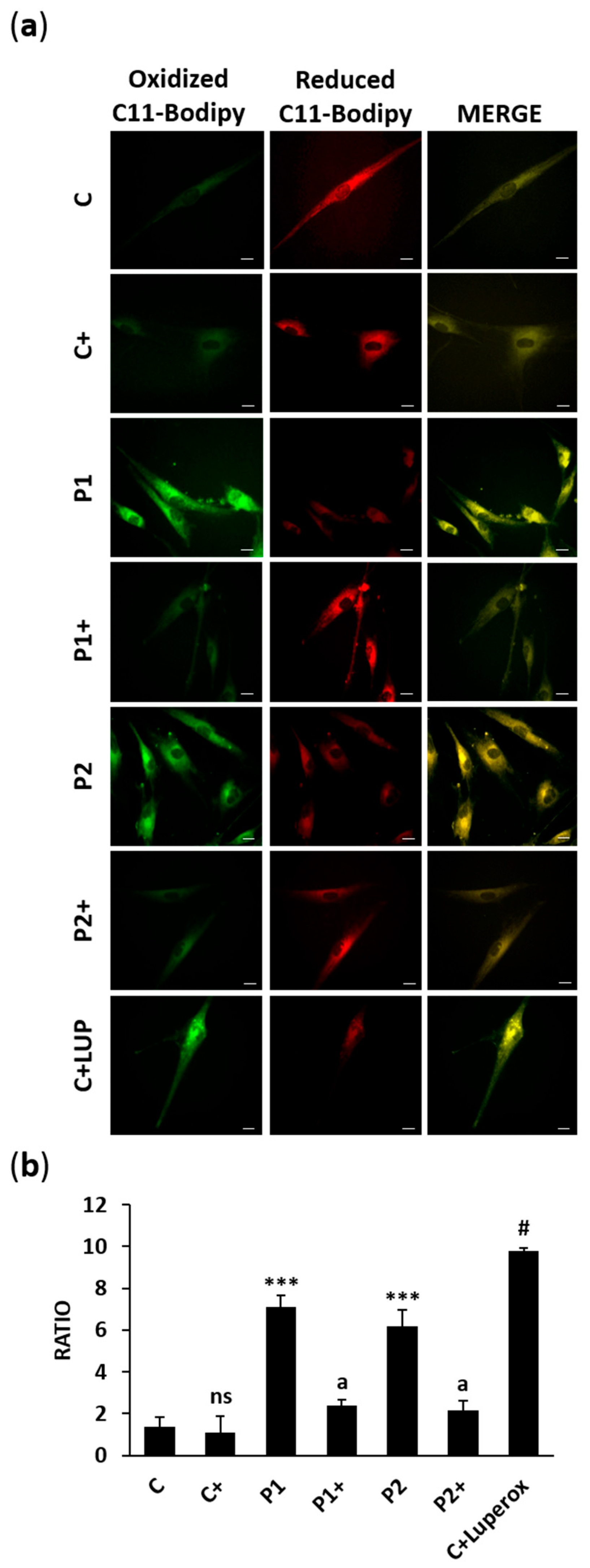 Ijms 26 01315 g016 Ijms 26 01315 g016