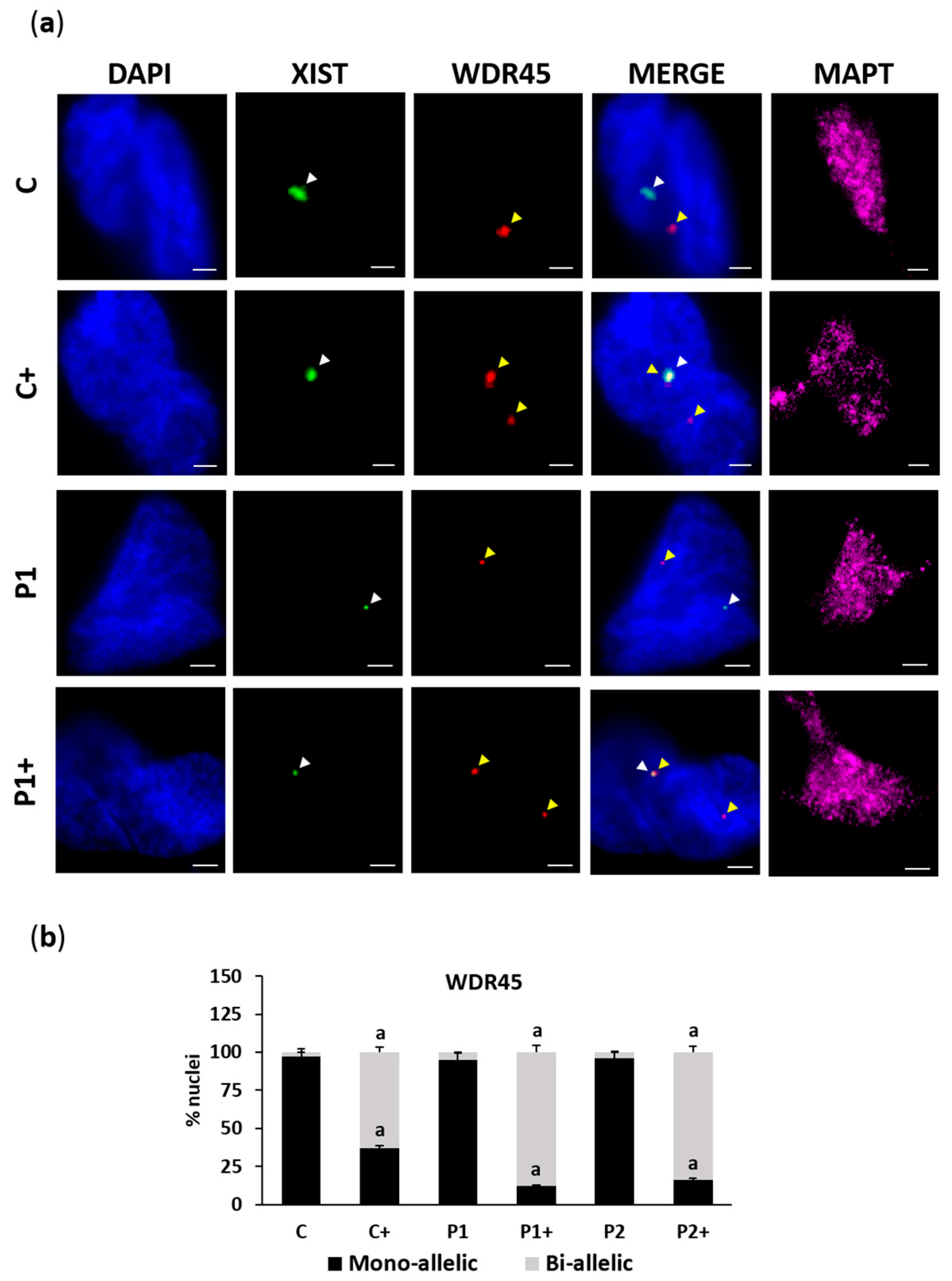 Ijms 26 01315 g017 Ijms 26 01315 g017