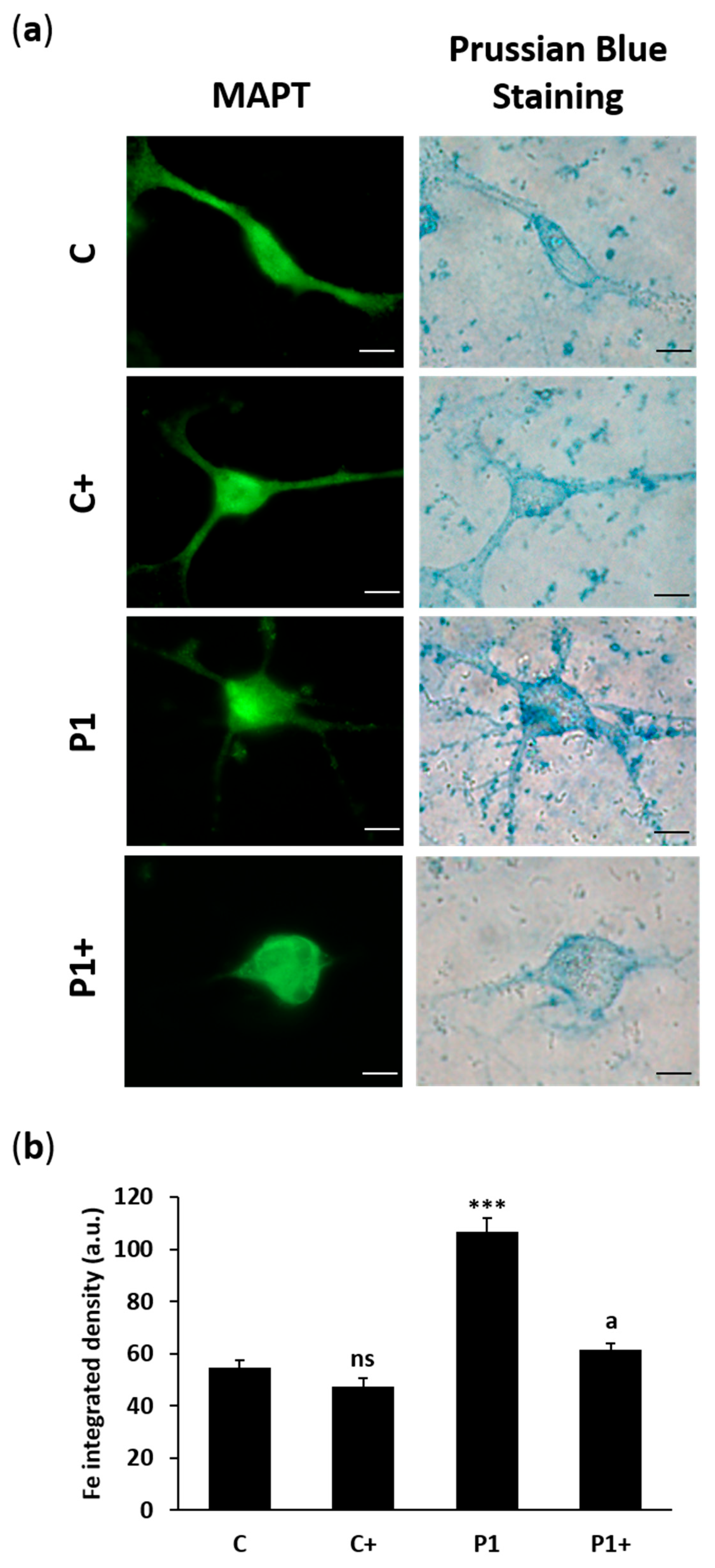 Ijms 26 01315 g020 Ijms 26 01315 g020