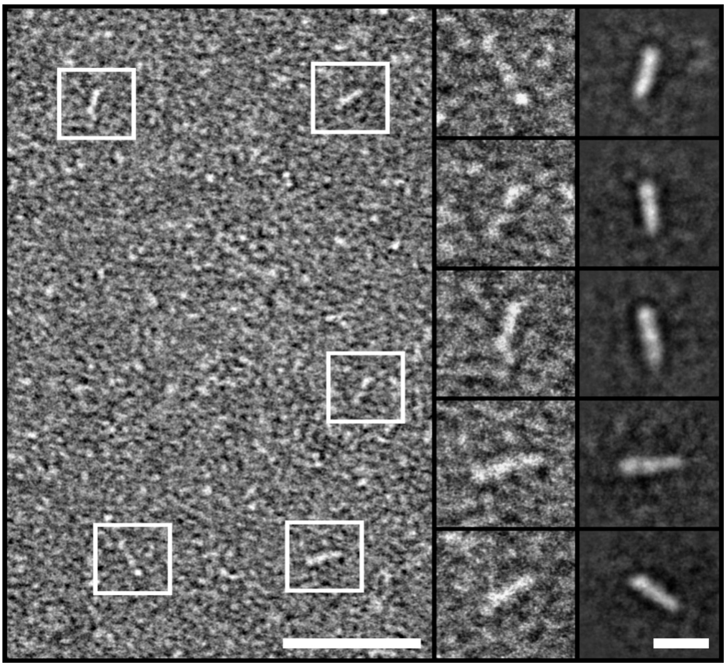 Ijms 26 01356 g004