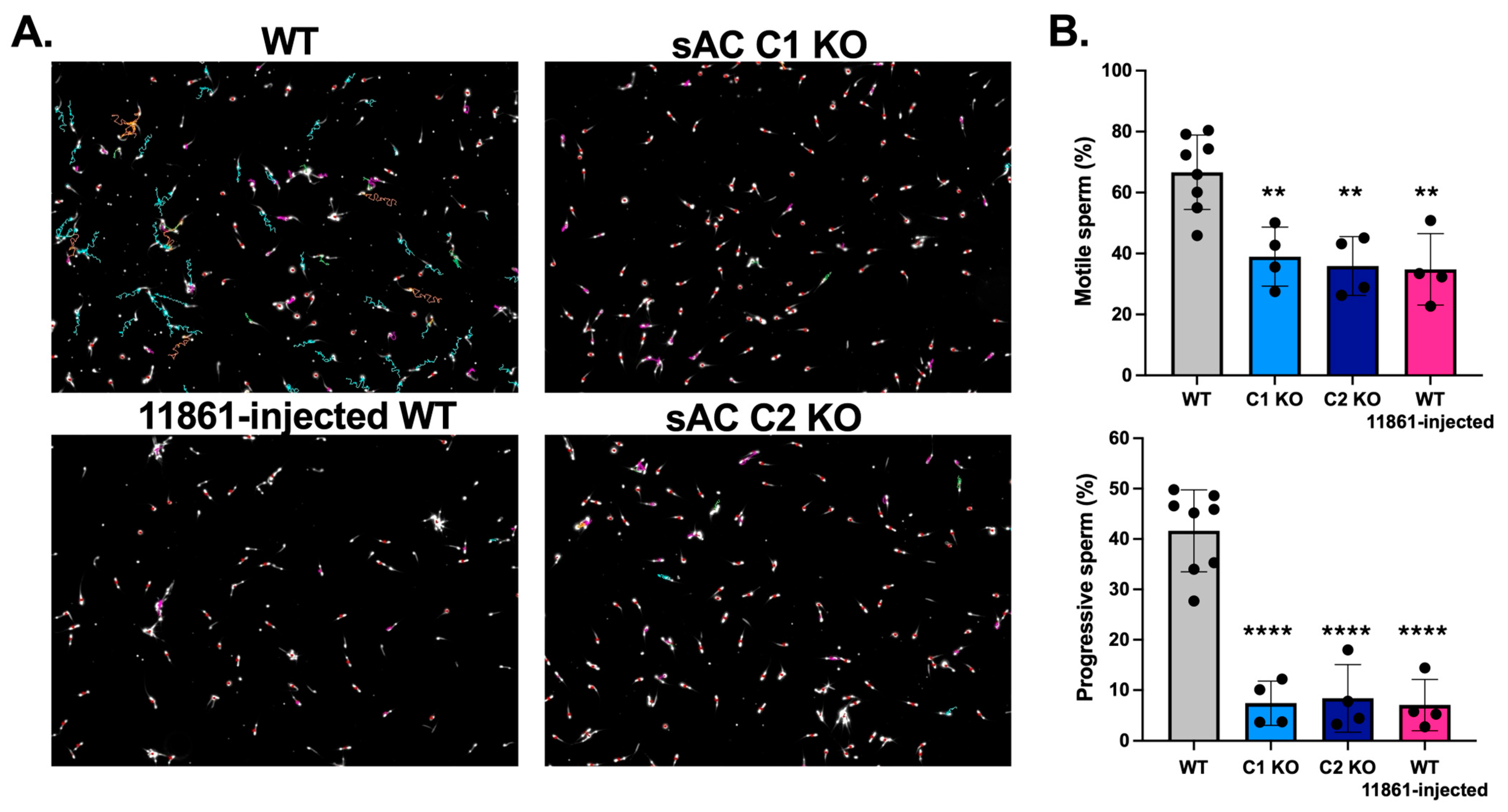 Ijms 26 01489 g001 Ijms 26 01489 g001