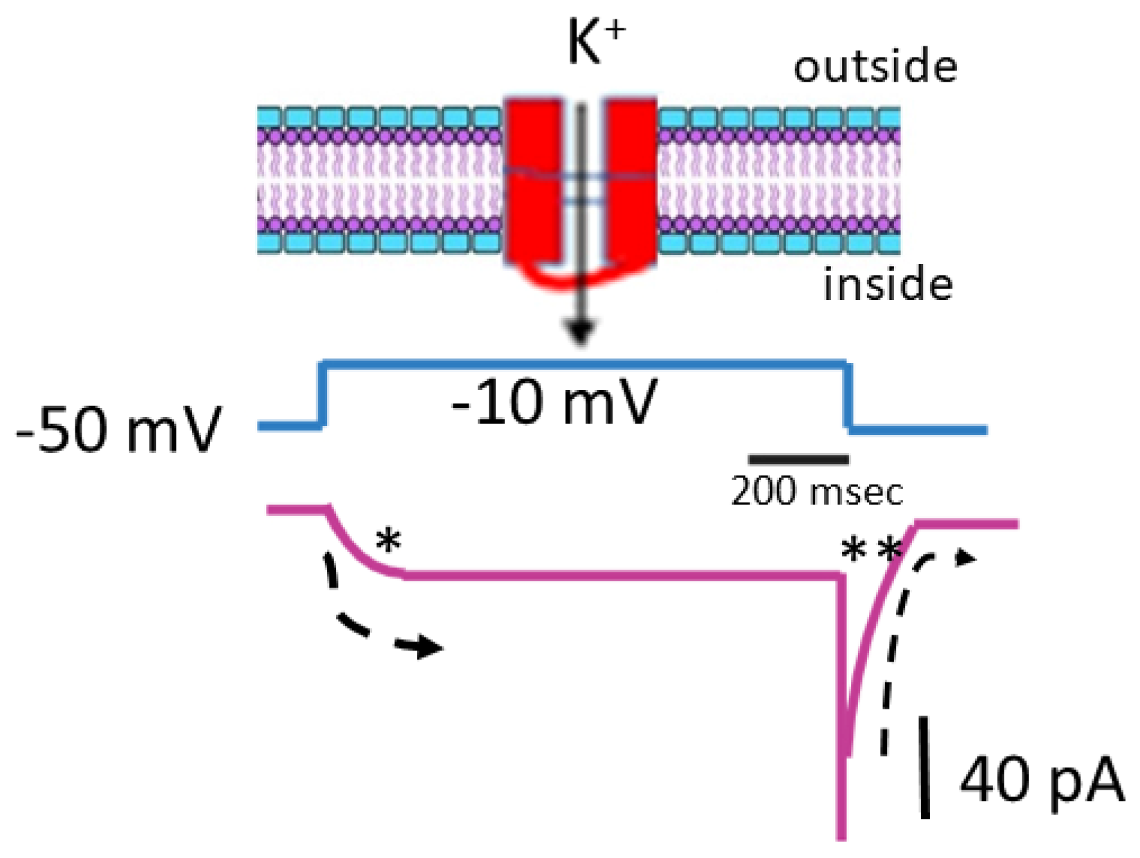 Ijms 26 01504 g001 Ijms 26 01504 g001