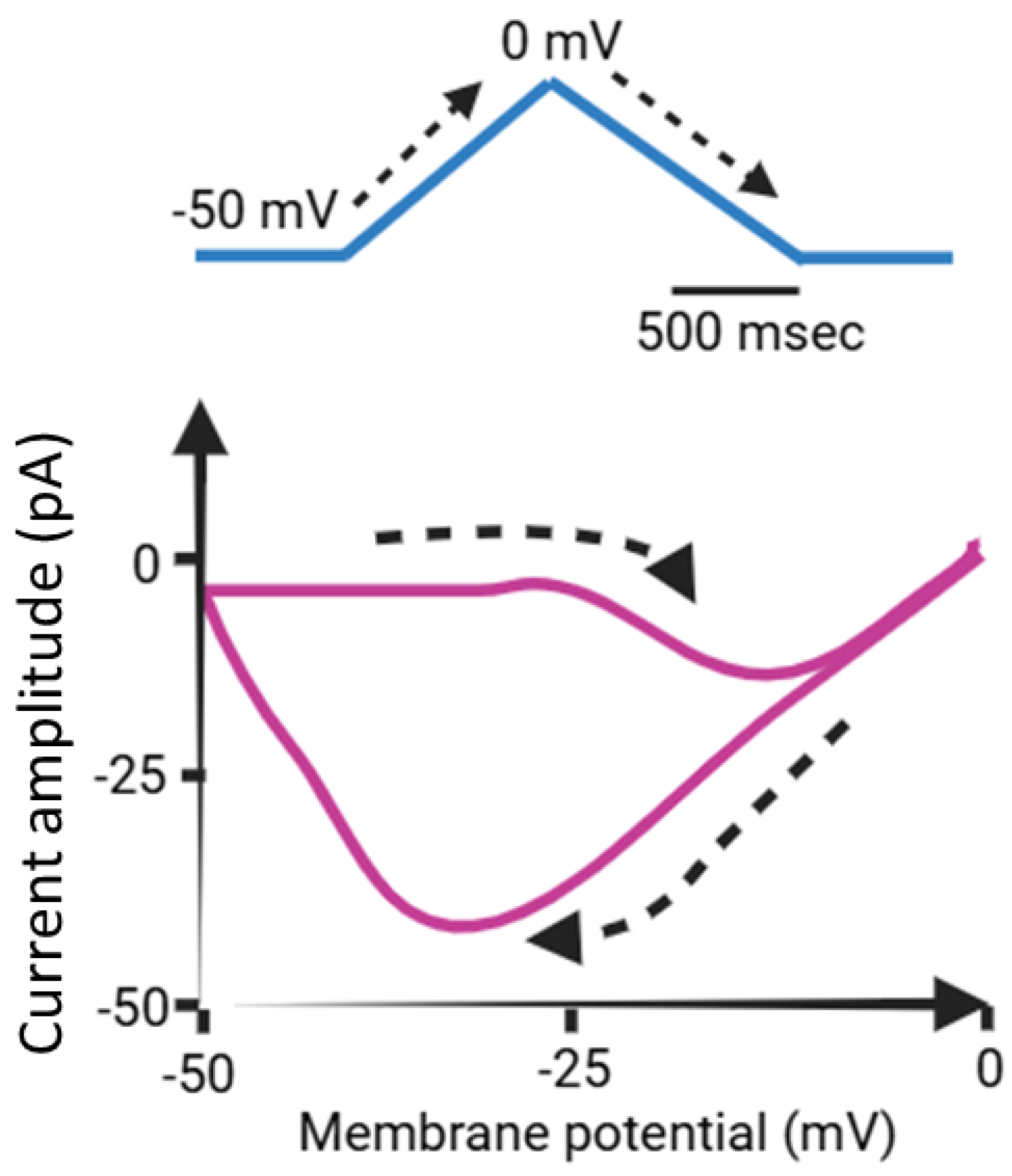 Ijms 26 01504 g003 Ijms 26 01504 g003