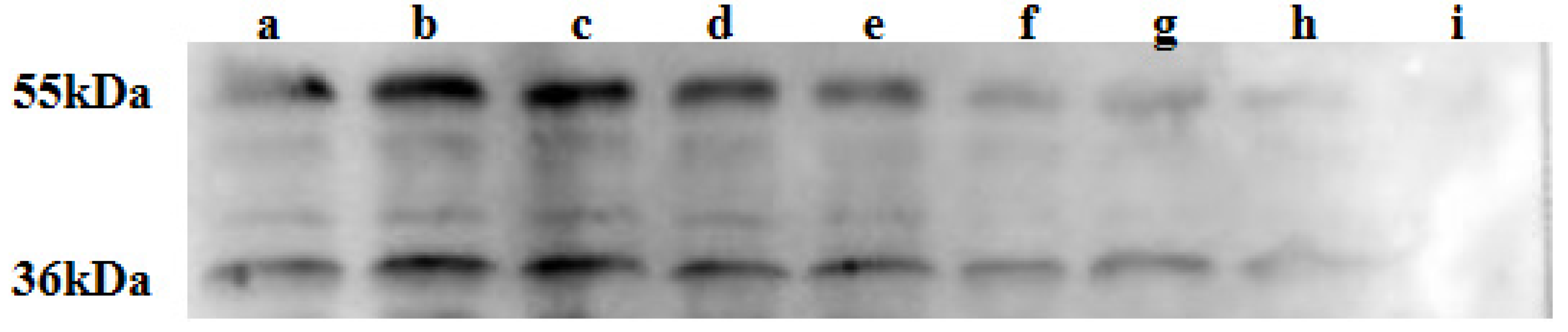 Ijms 26 01647 g004 Ijms 26 01647 g004