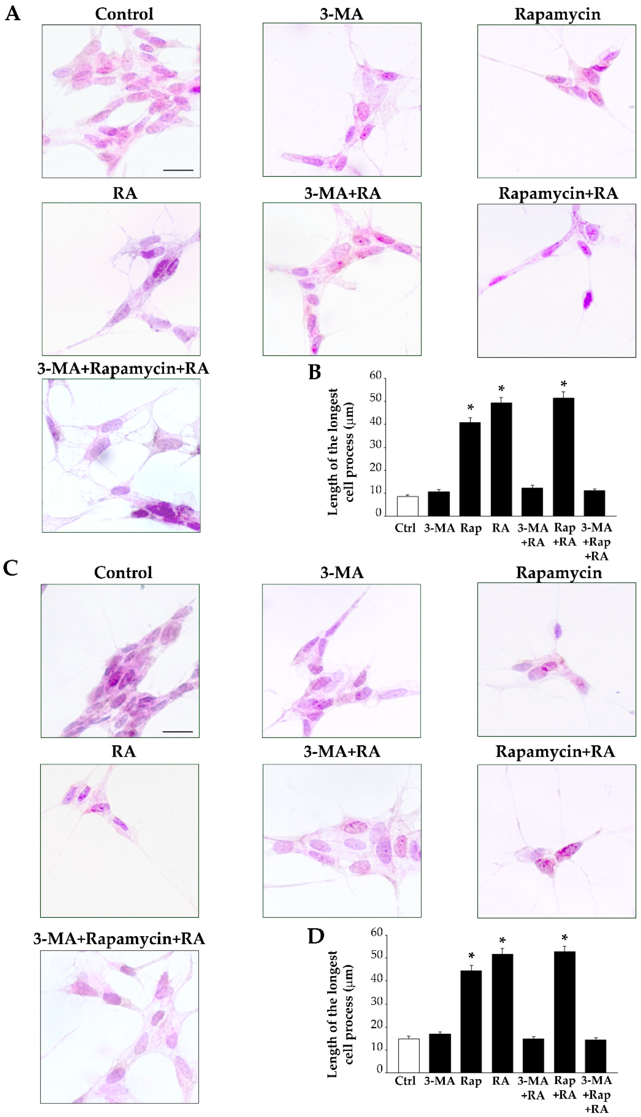 Ijms 26 01691 g016 Ijms 26 01691 g016