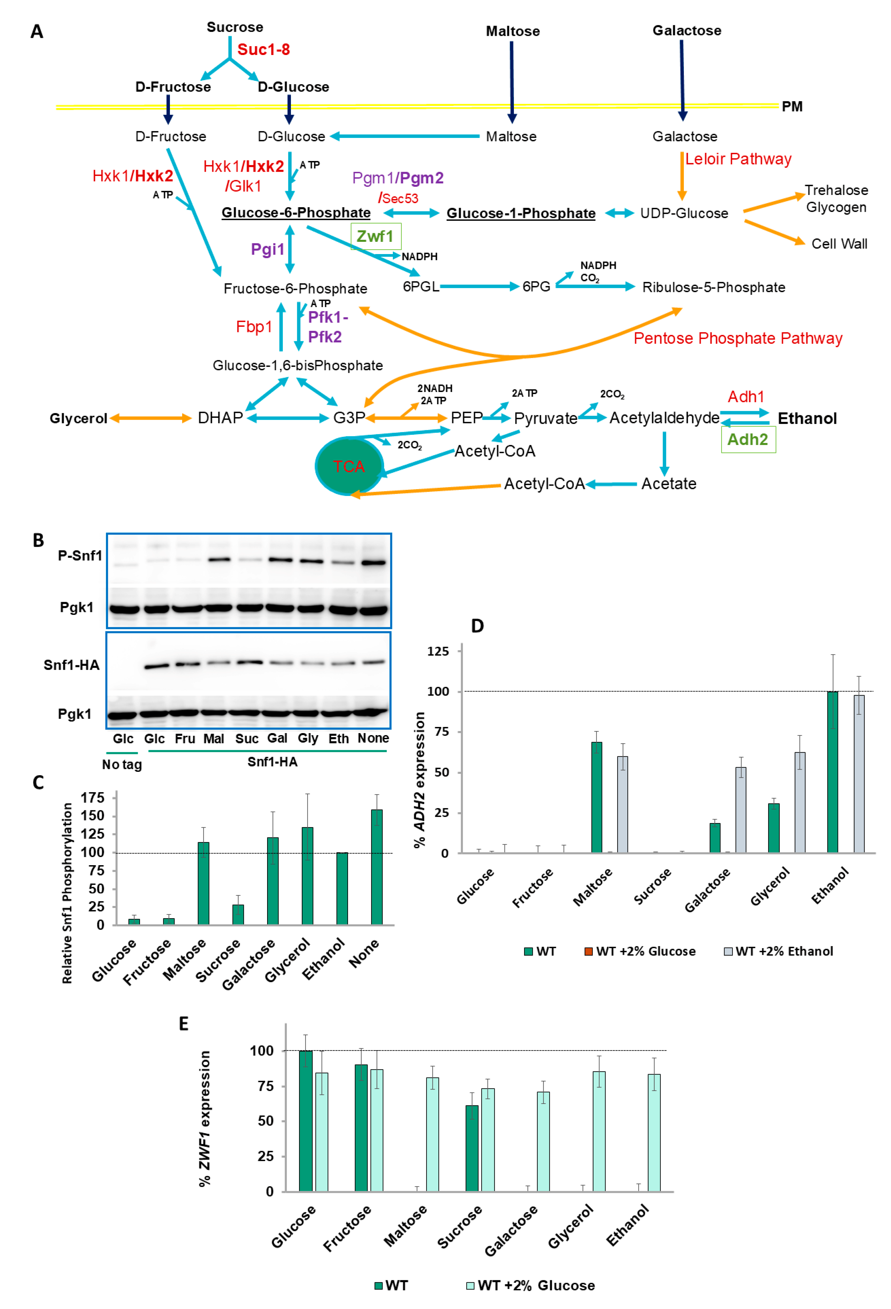 Ijms 26 02198 g001 Ijms 26 02198 g001
