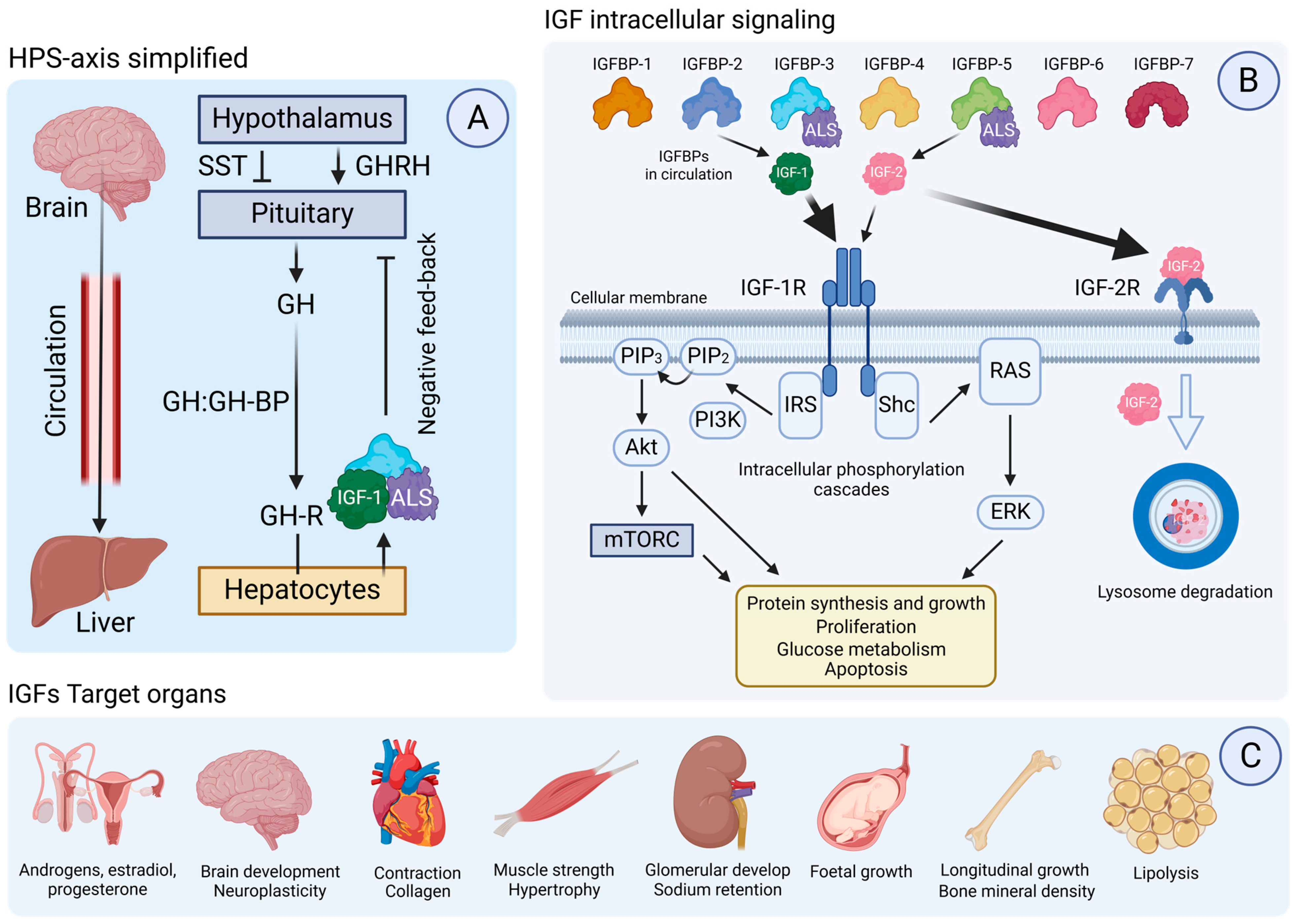 Ijms 26 02561 g001 Ijms 26 02561 g001