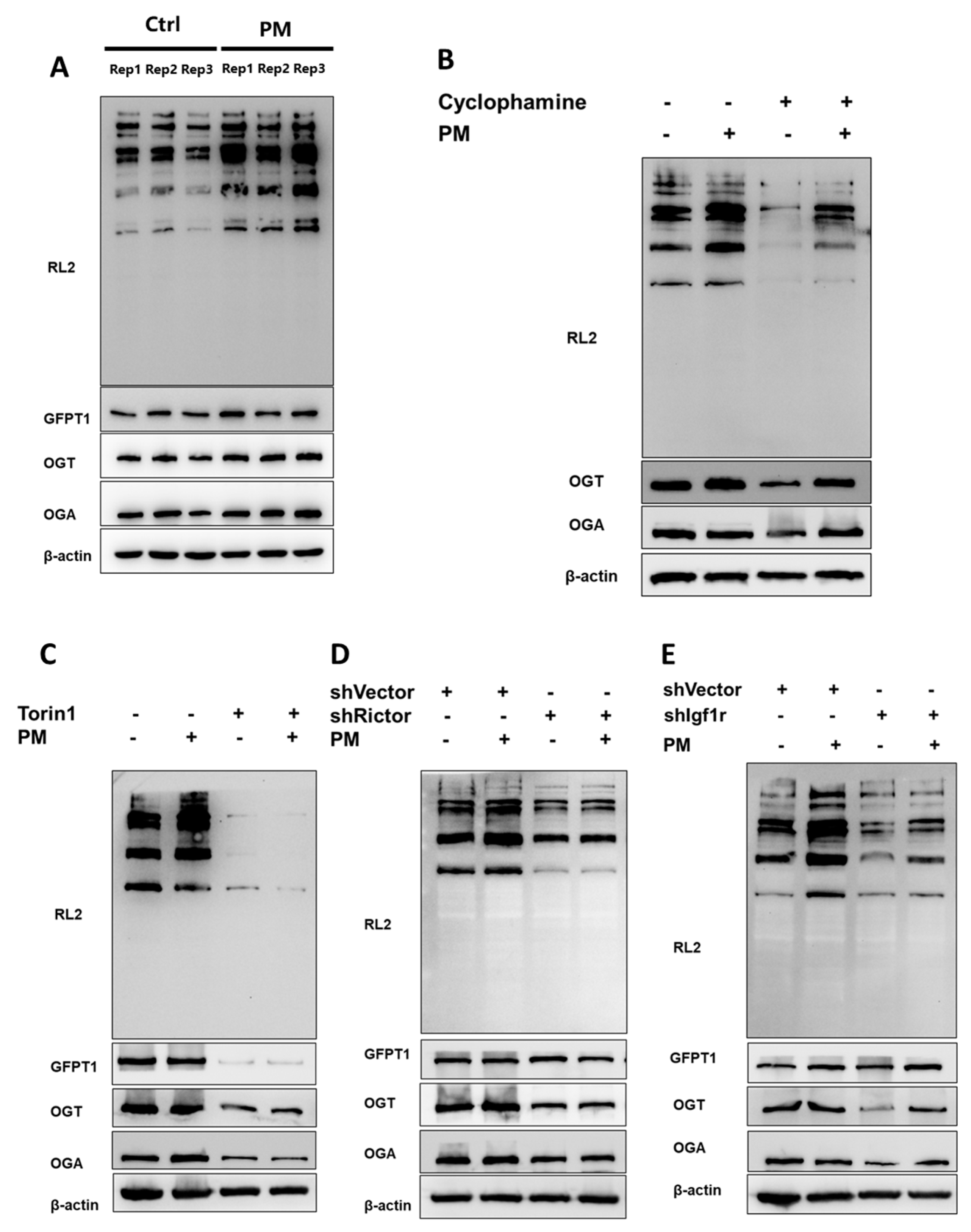 Ijms 26 02712 g004