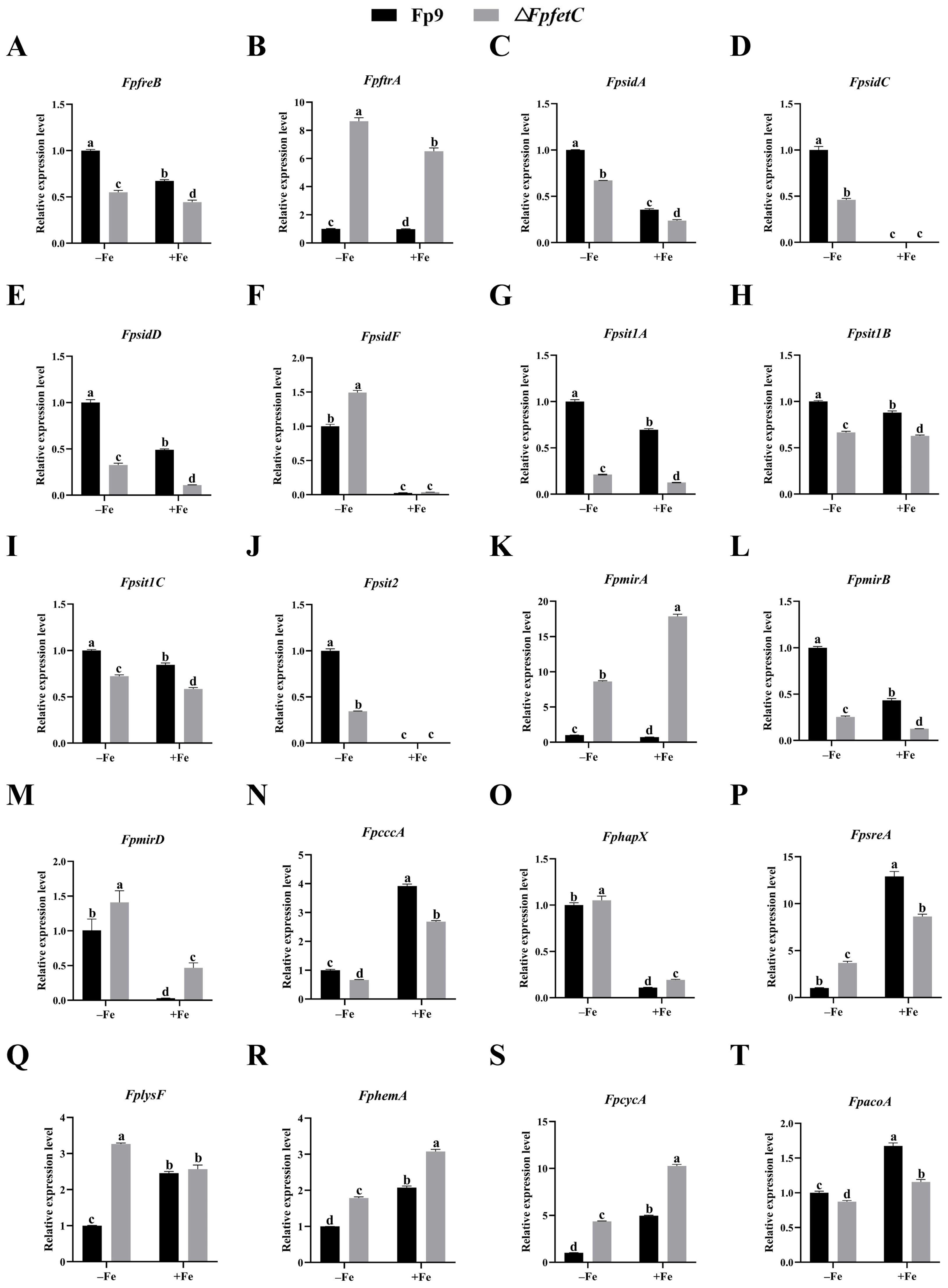 Ijms 26 02883 g004 Ijms 26 02883 g004