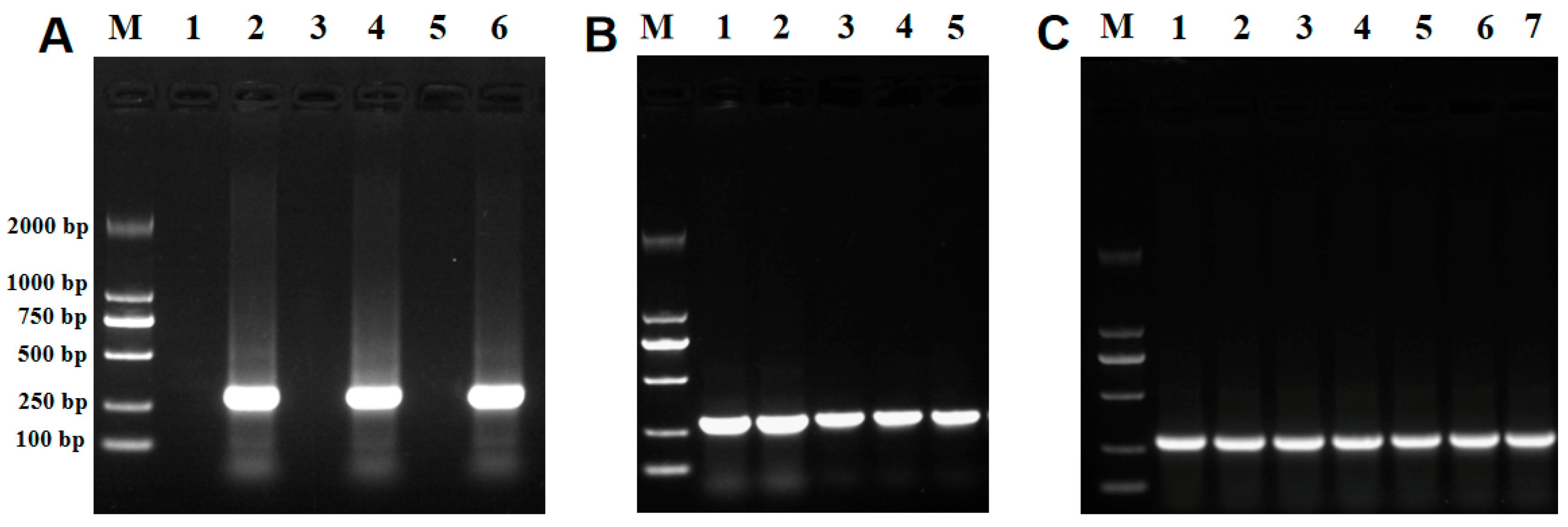 Ijms 26 02979 g006 Ijms 26 02979 g006