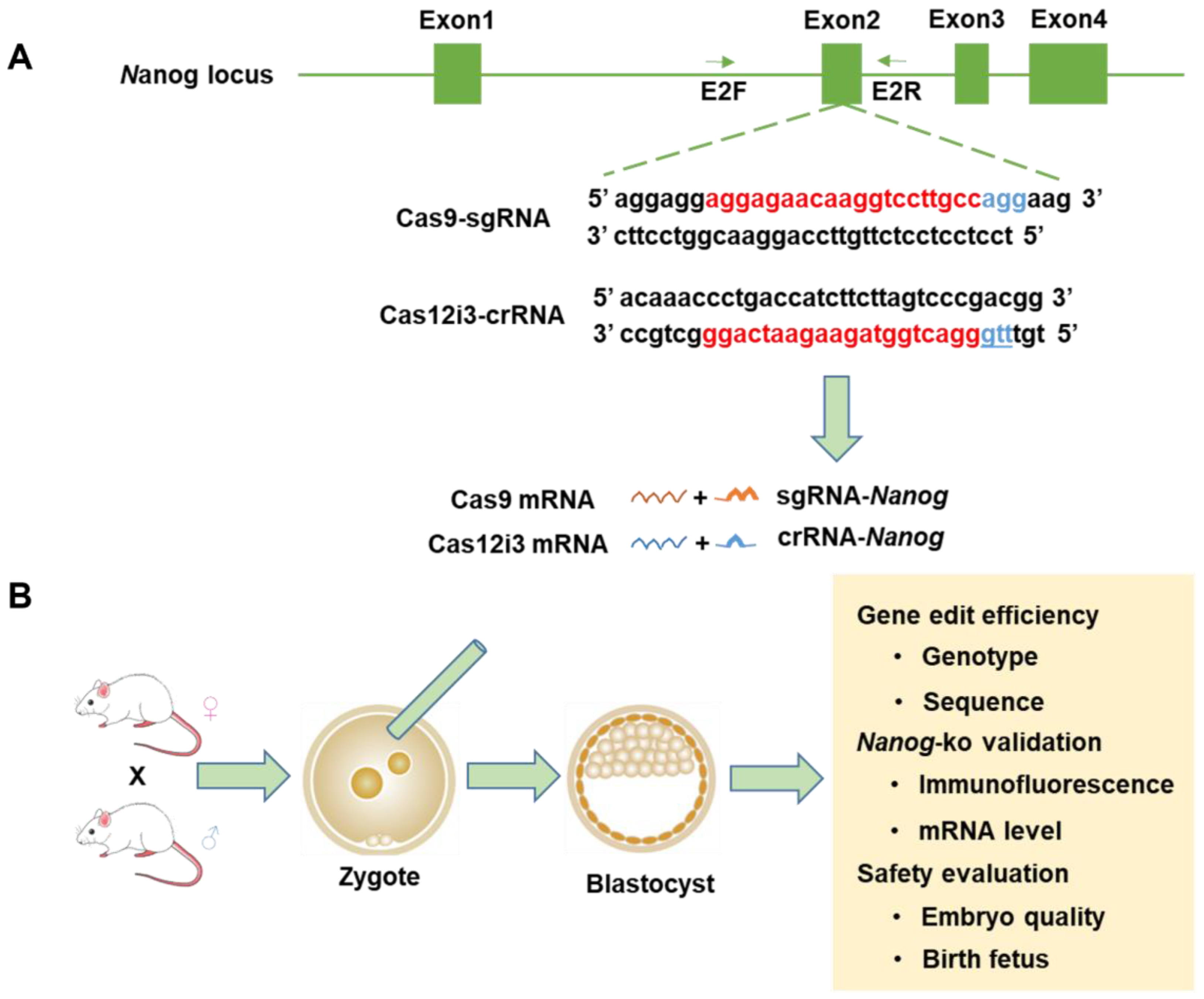 Genome Editing in Mouse Embryo Using the CRISPR/Cas12i3 System | MDPI