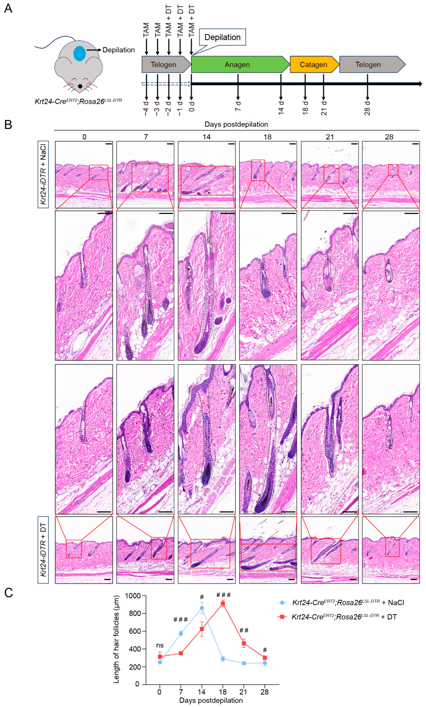 Ijms 26 03165 g005 Ijms 26 03165 g005